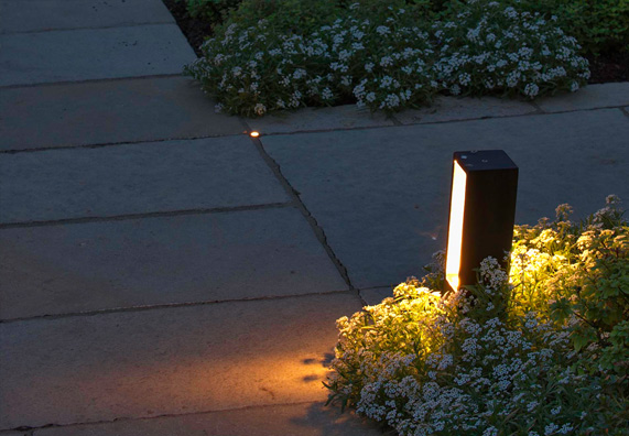 Grandi piante in un giardino saranno illuminate di notte.