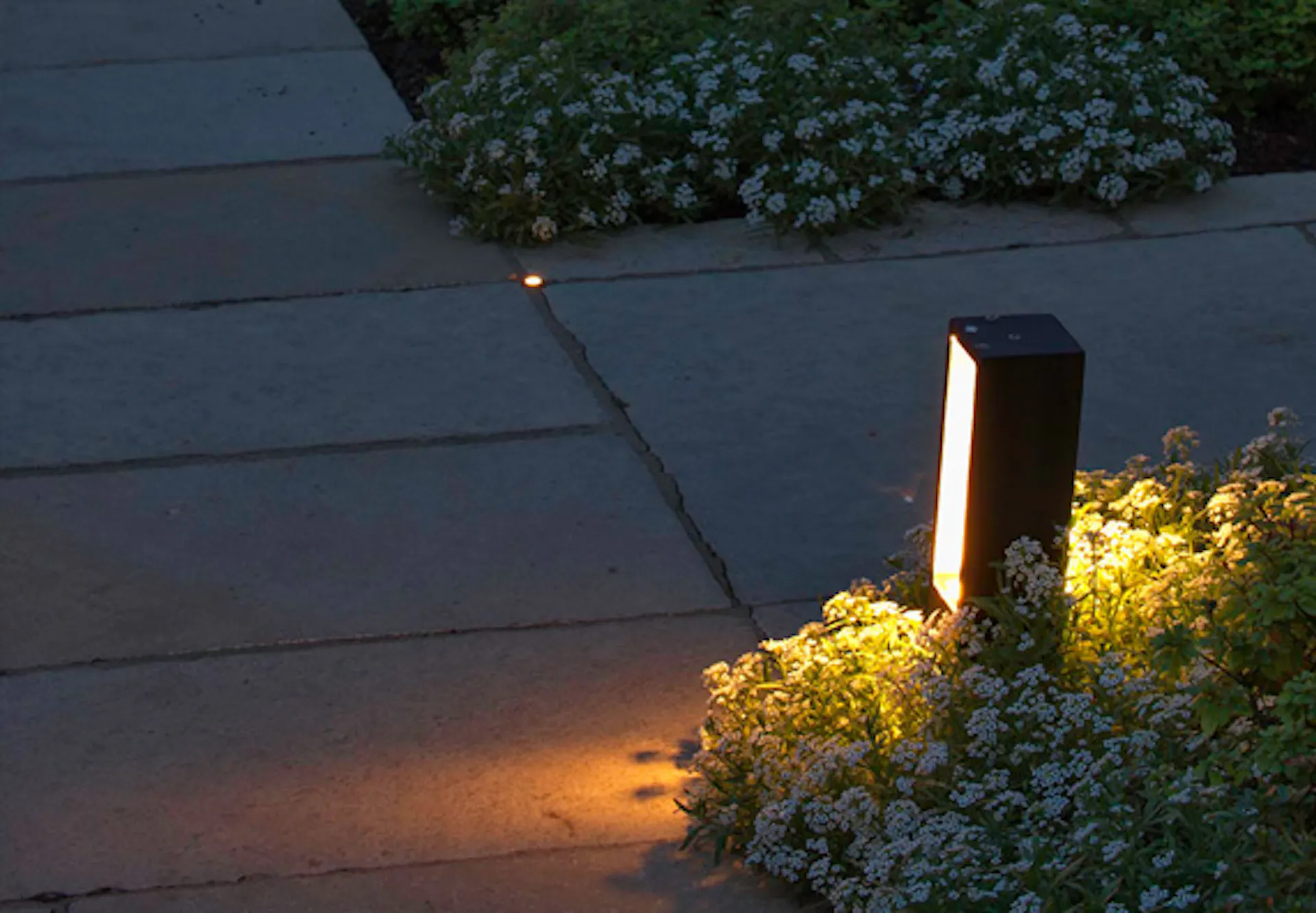 Grandi piante in un giardino saranno illuminate di notte.