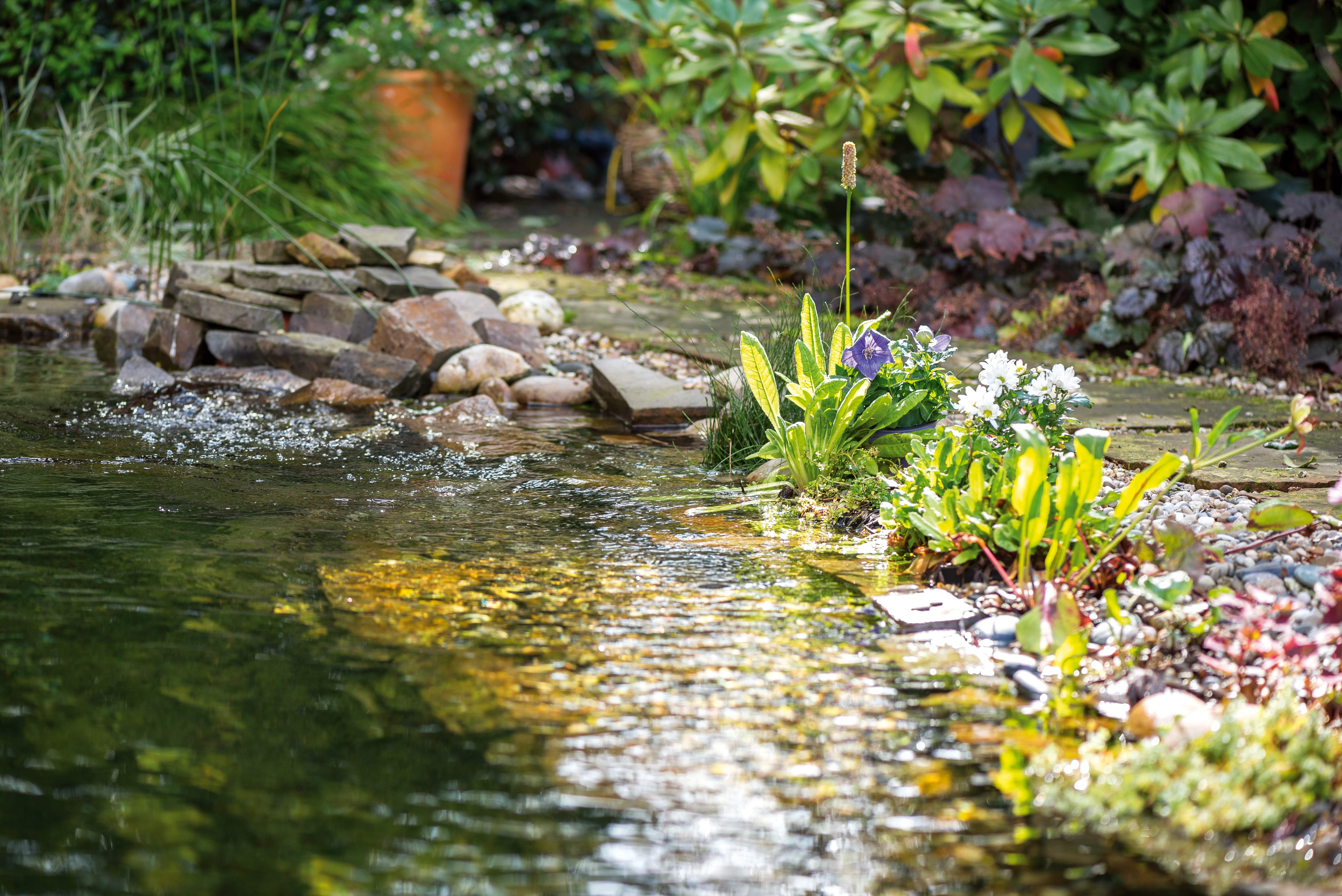 Étang semi-ombragé avec plantes et pierres
