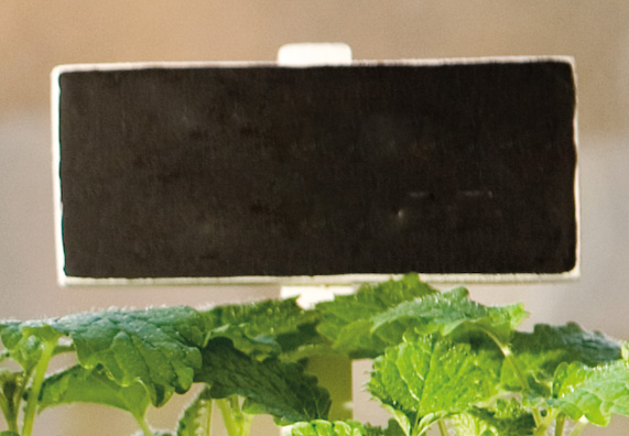 Schildchen um Kräuter anzuschreiben auf Tafellack