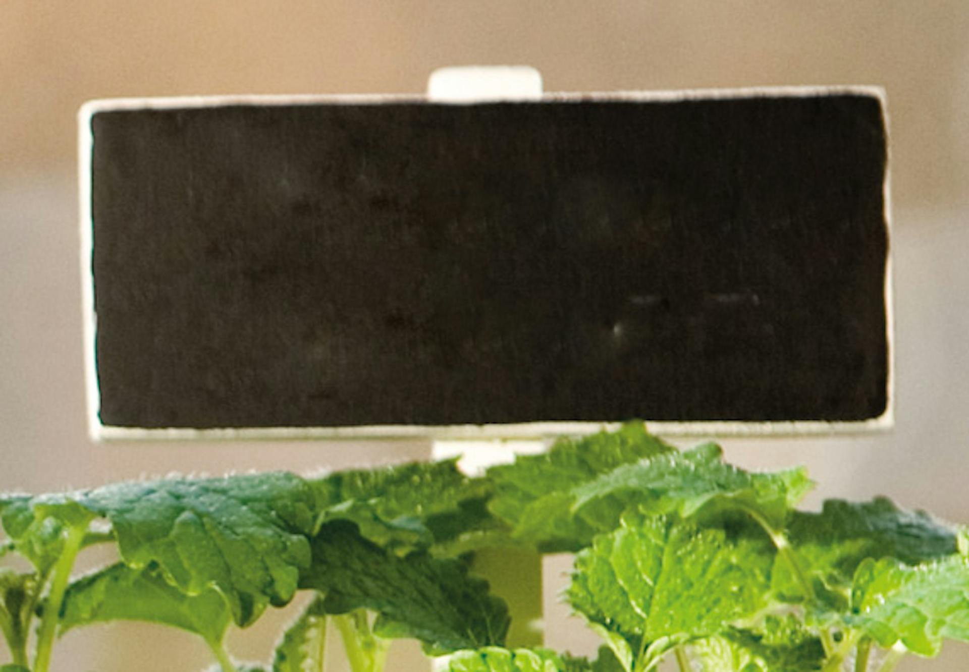 Schildchen um Kräuter anzuschreiben auf Tafellack