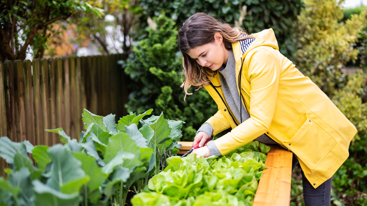 Hochbeet und Frühbeet