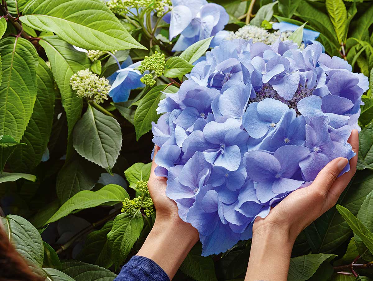 GROW by OBI