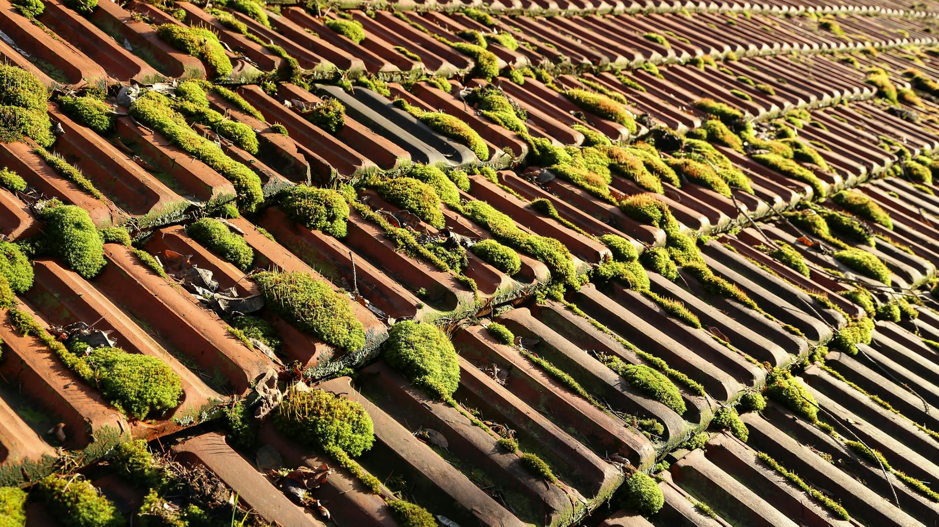 Moosbedeckte Dachziegel