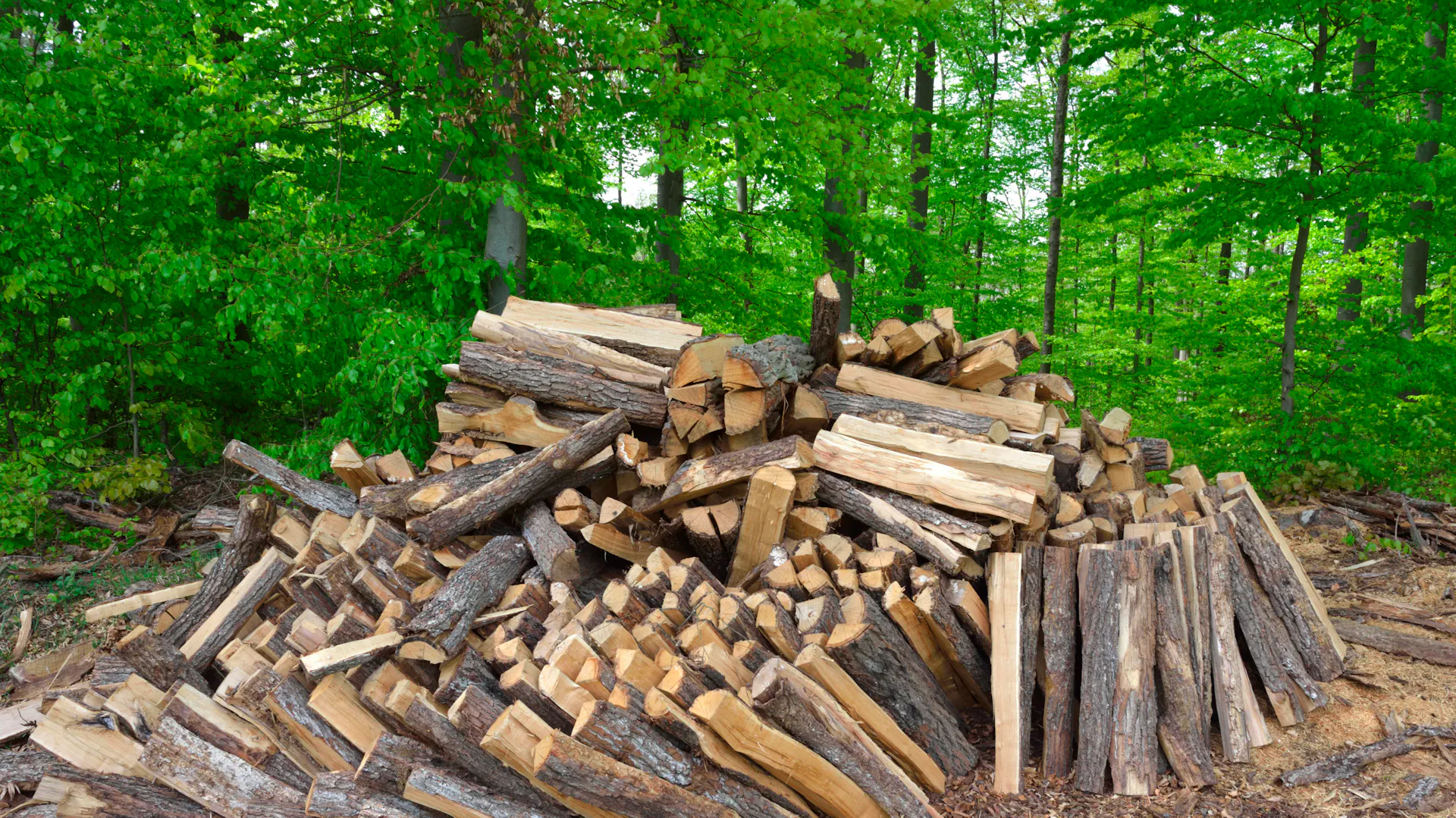 Il legname tagliato grossolanamente giace nella foresta.