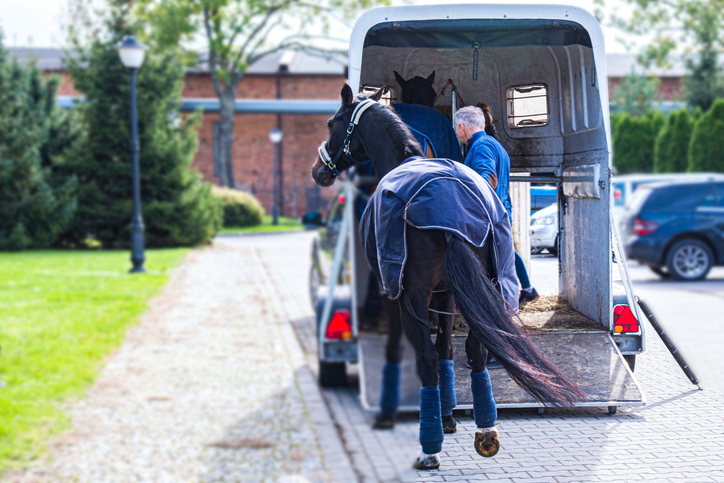 Jemand führt ein Pferd in einen Pferdeanhänger