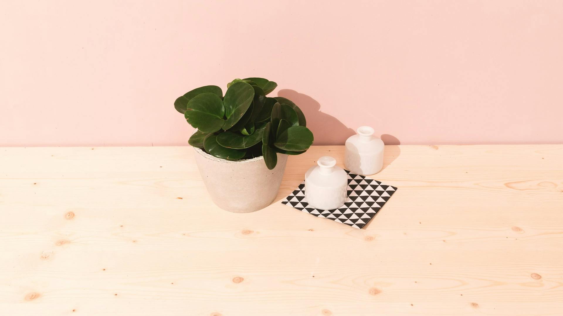 Zimmerpflanze in Topf aus Beton als Deko für Bad in Betonoptik