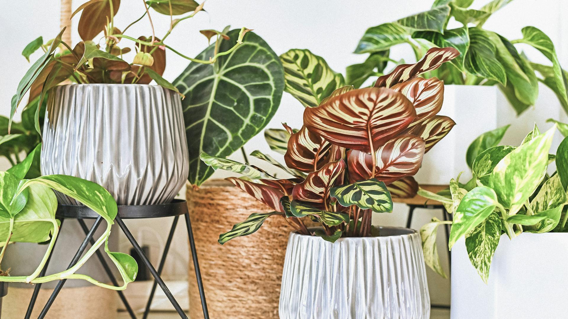 Különböző zöld növények egy fürdőszobában