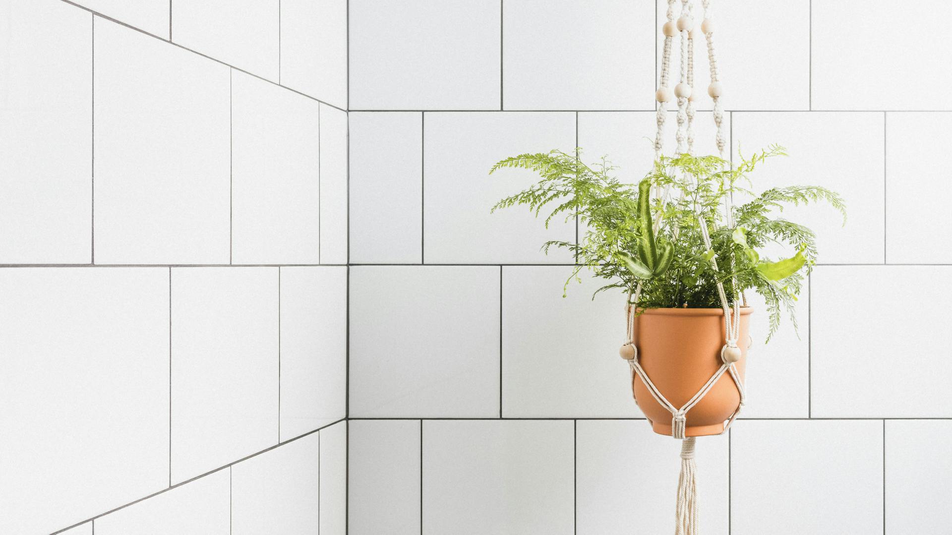 Fürdőszoba függőcserepes szobanövénnyel