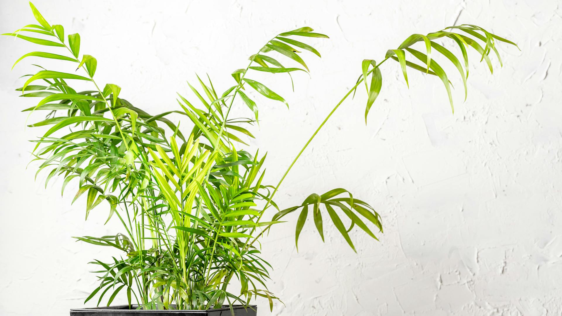 Bambuszpálma egy fürdőszobában