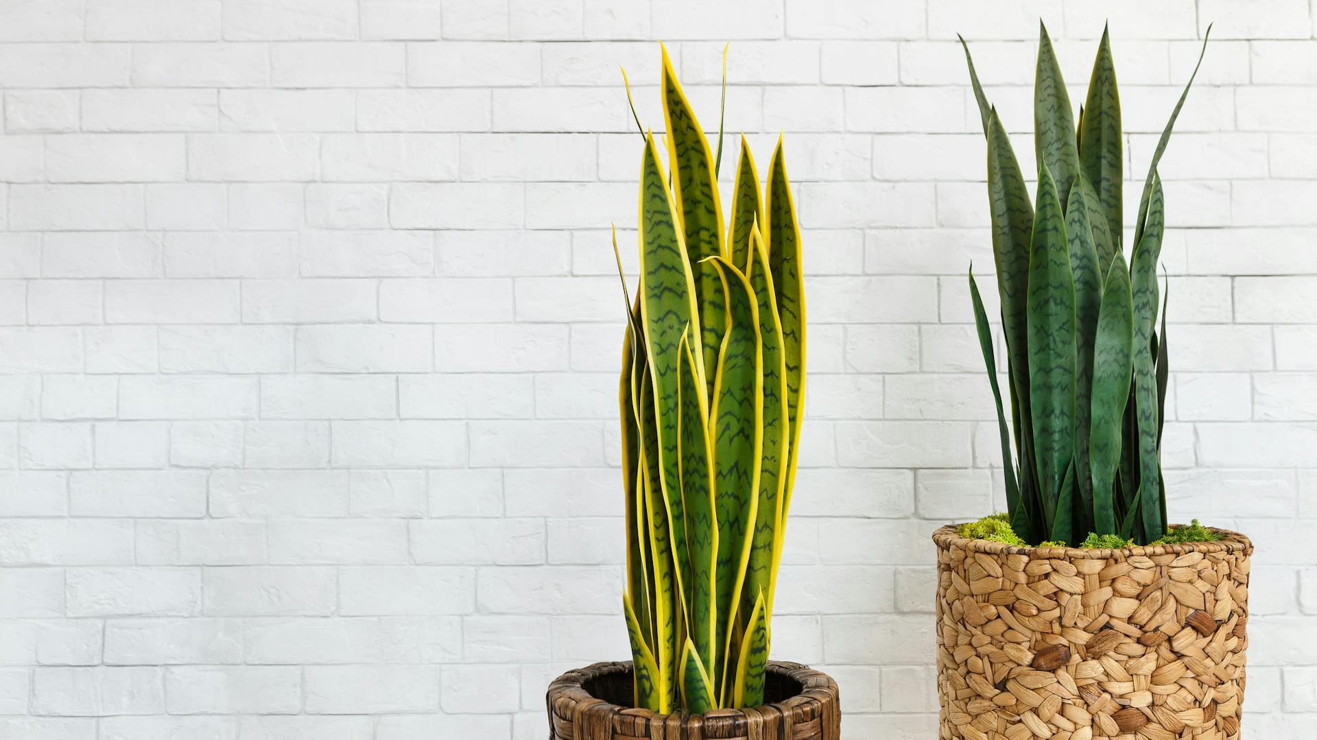 Anyósnyelv egy fürdőszobában