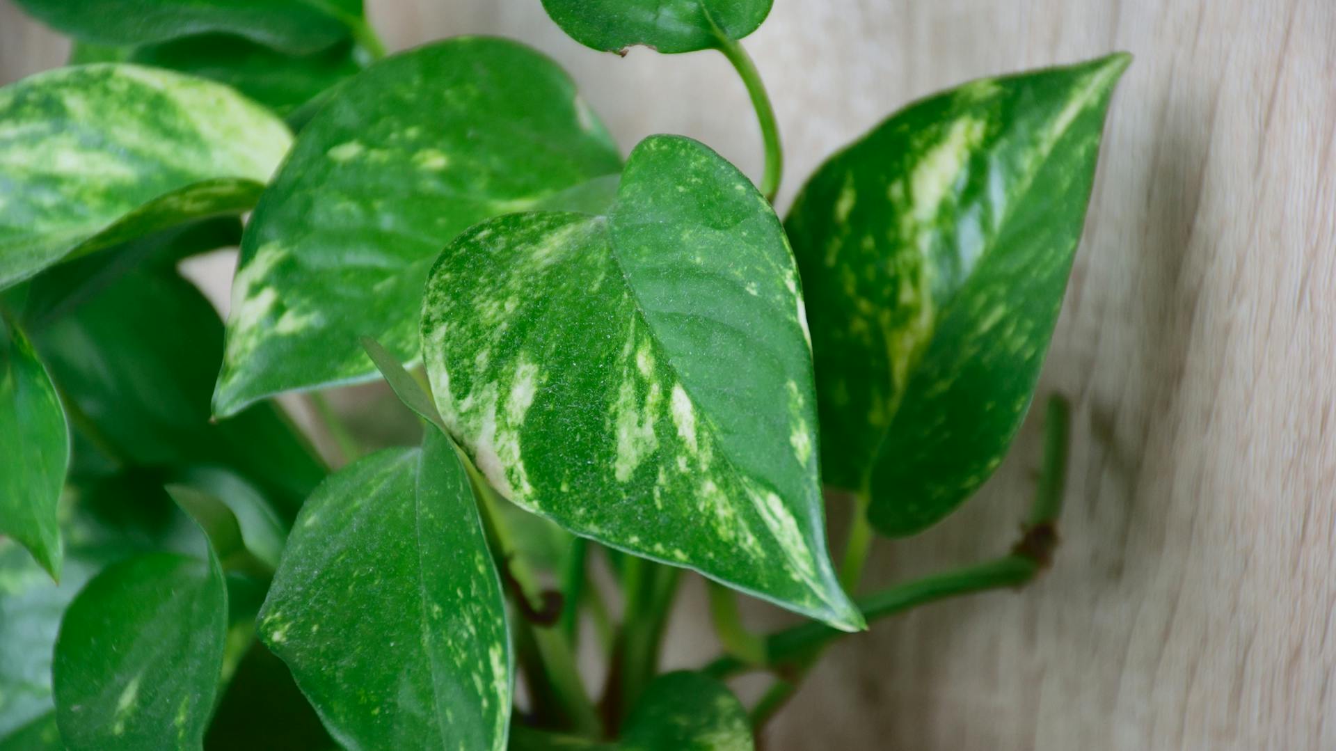 Aranyos szobafutóka egy fürdőszobában