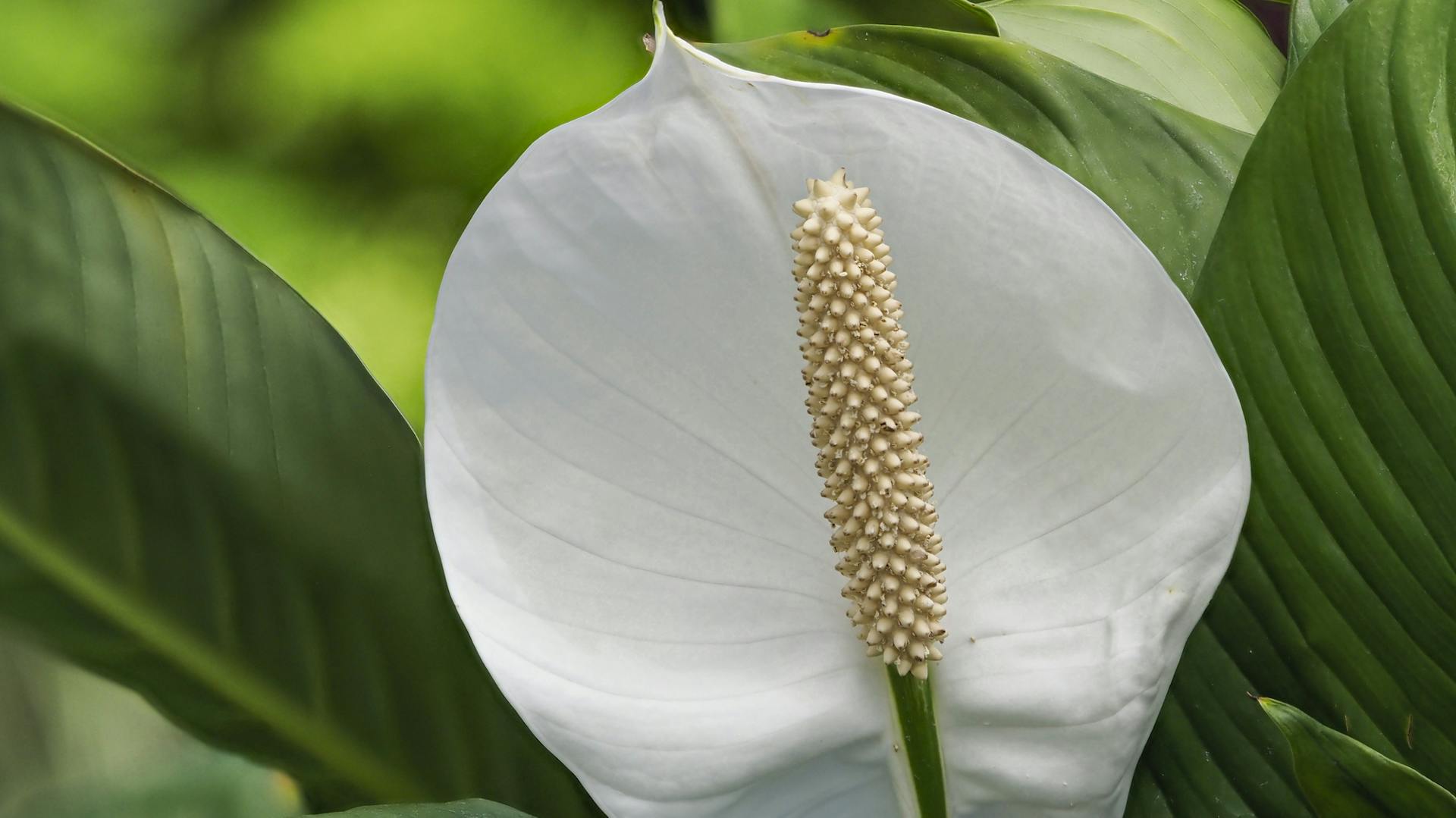 Vitorlavirág egy fürdőszobában