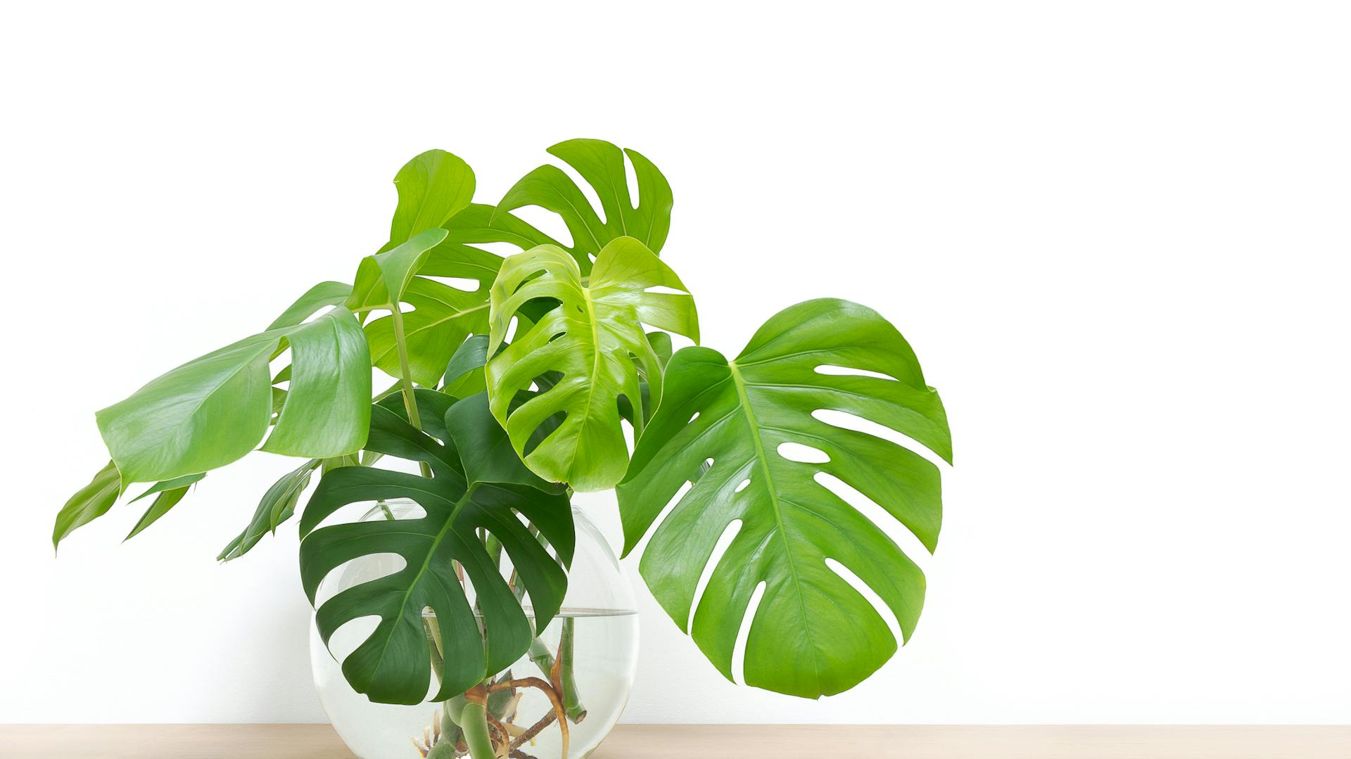 pflanzen für das badezimmer – ideen und tipps | obi