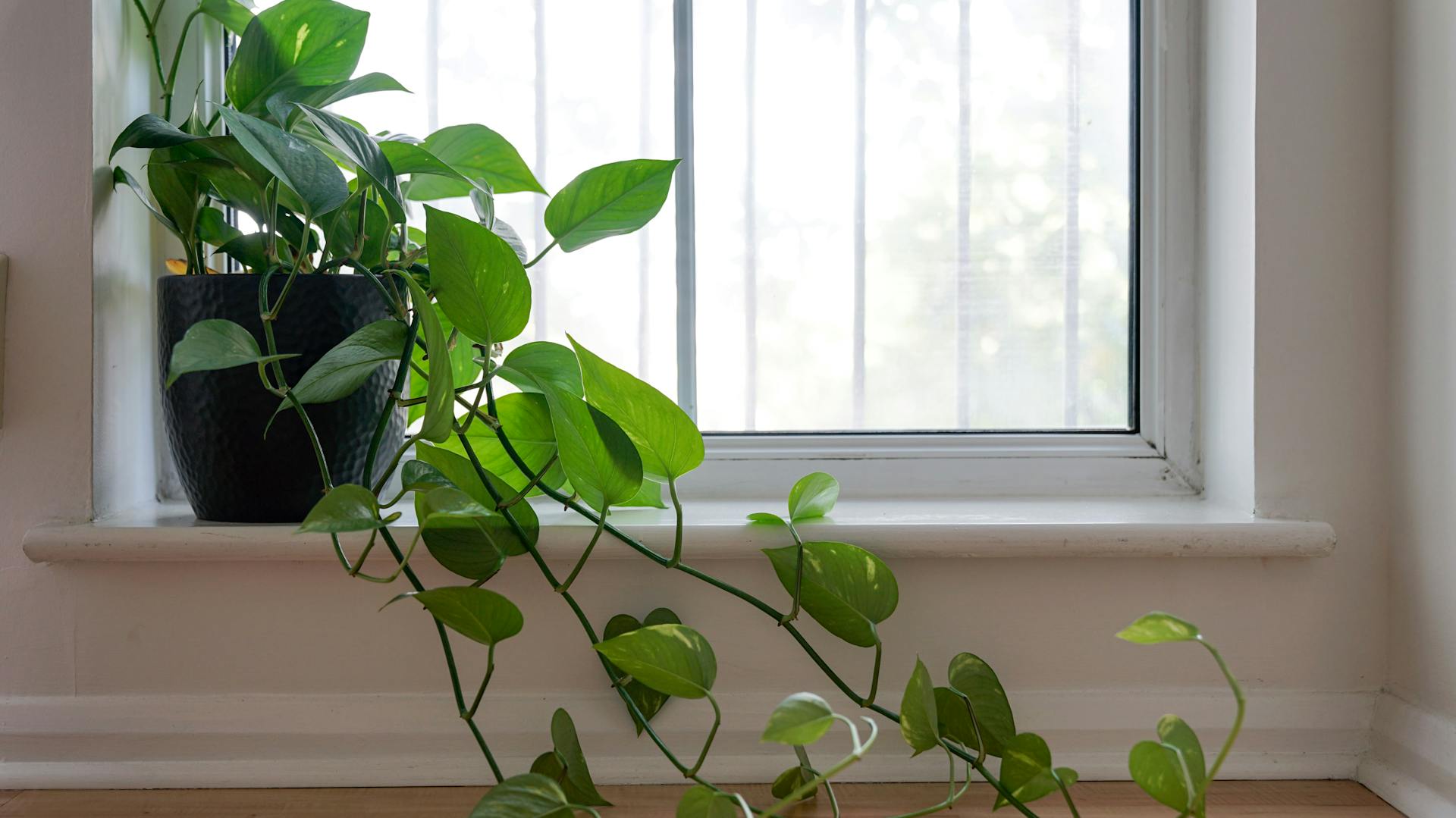 pflanzen für das badezimmer – ideen und tipps | obi