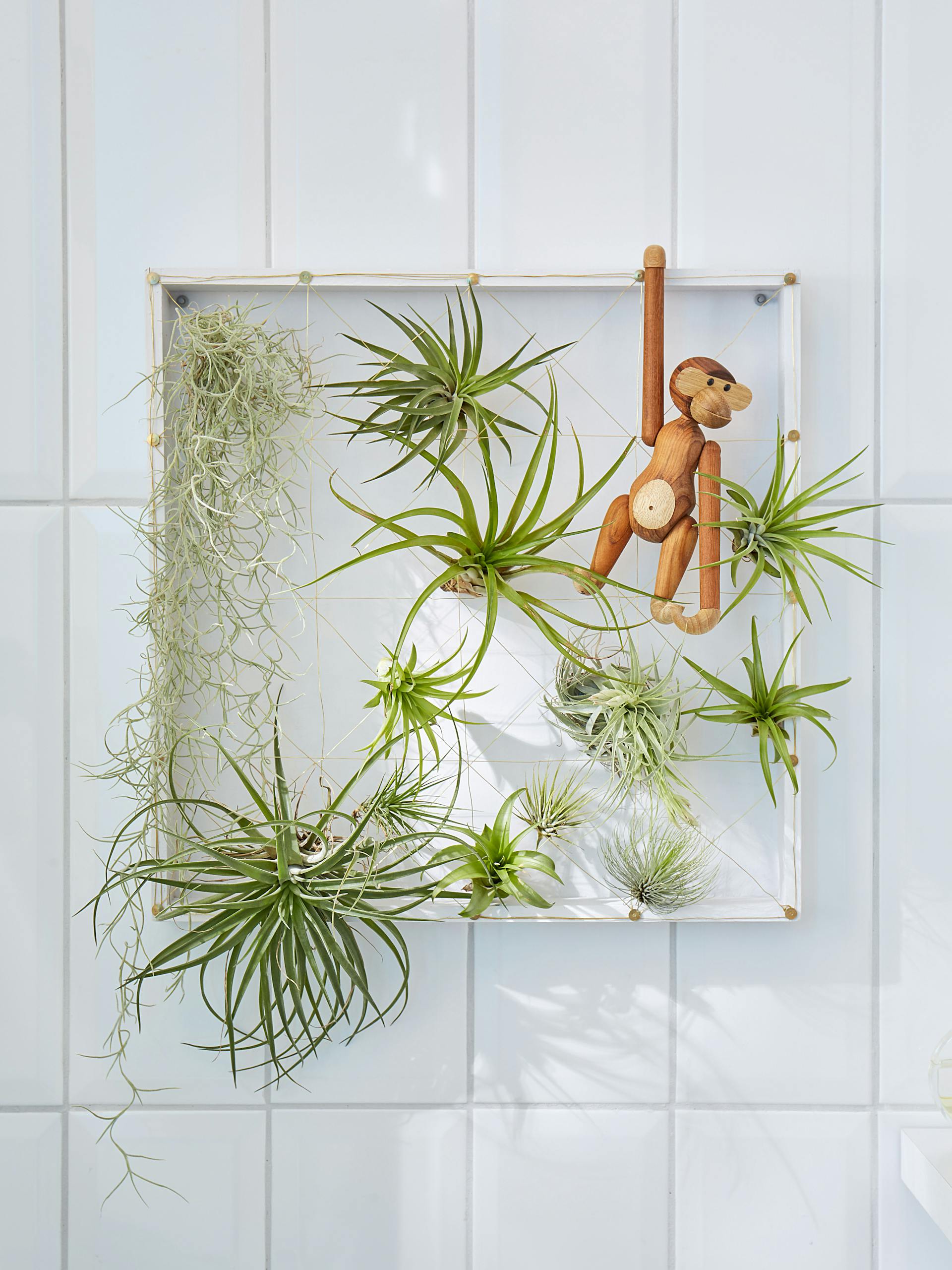 Szakállbroméliák egy fürdőszobában