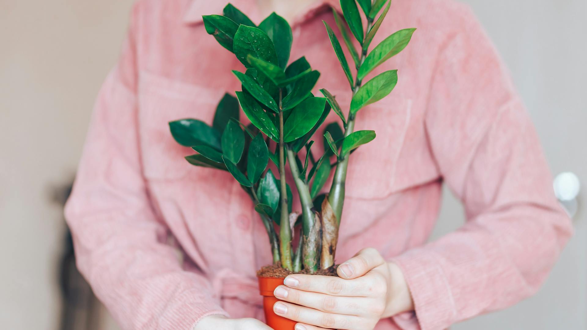 Zamiopálma egy fürdőszobában