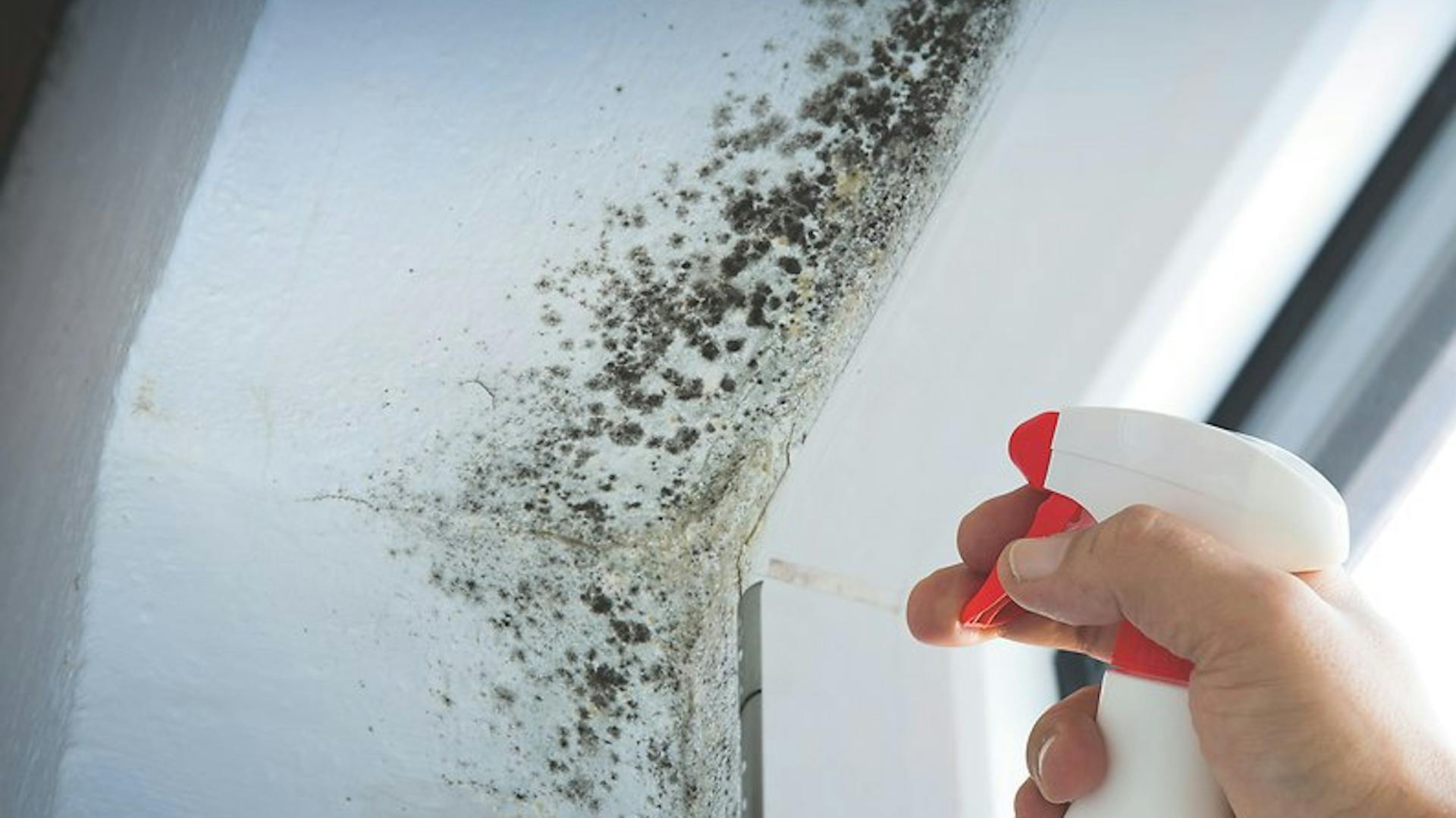 Jemand reinigt Schimmel im Badezimmer