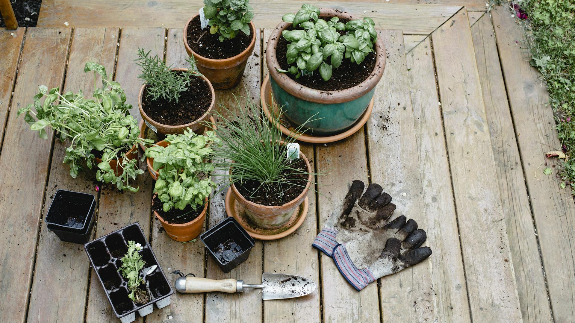 Verschiedene Kräuter in Töpfen stehen auf einem Holzboden.