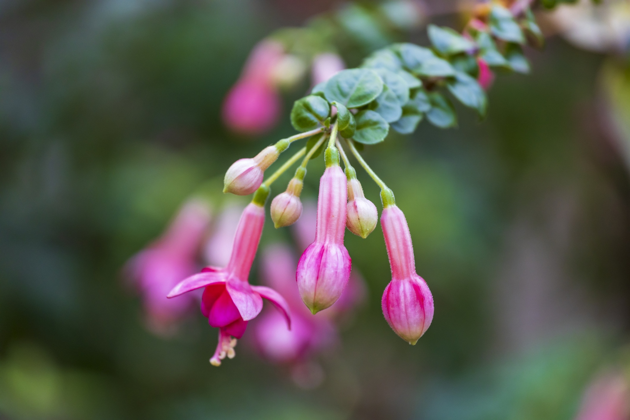 Kvitnúce fuksie ako rastliny na tienistý balkón