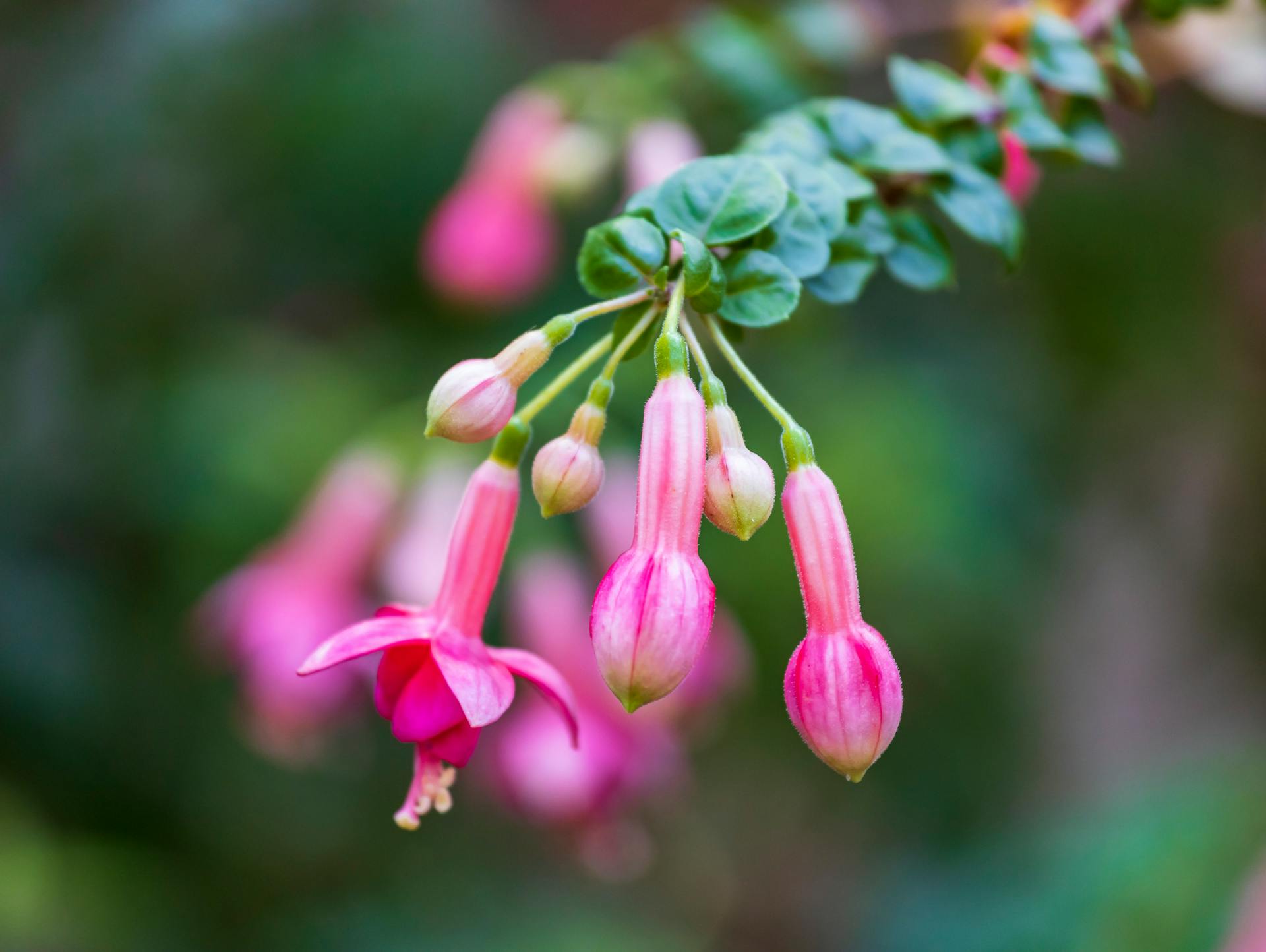 Kvitnúce fuksie ako rastliny na tienistý balkón