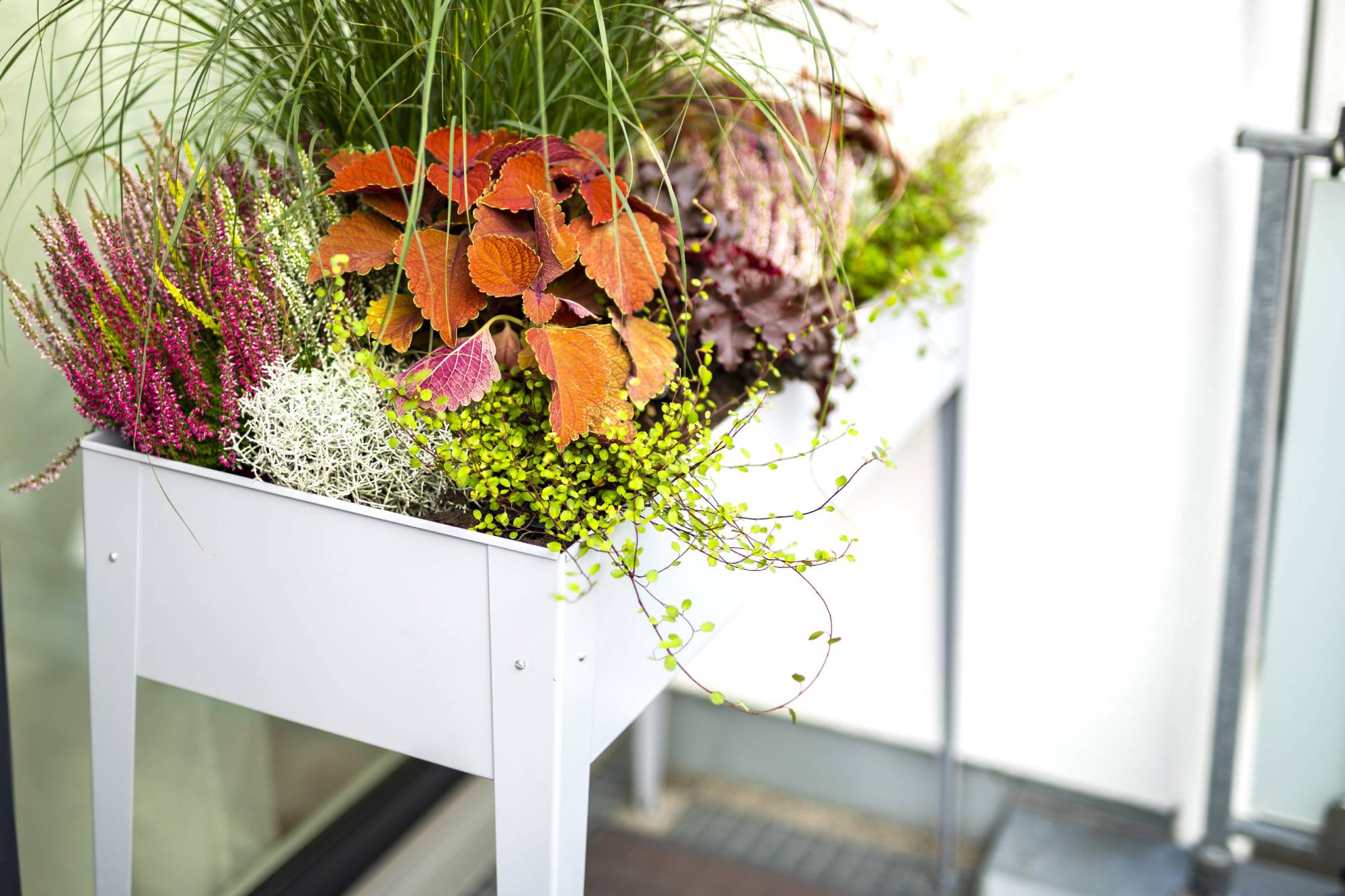 Vyvýšený záhon na balkóne s trvalkami a odolnými rastlinami
