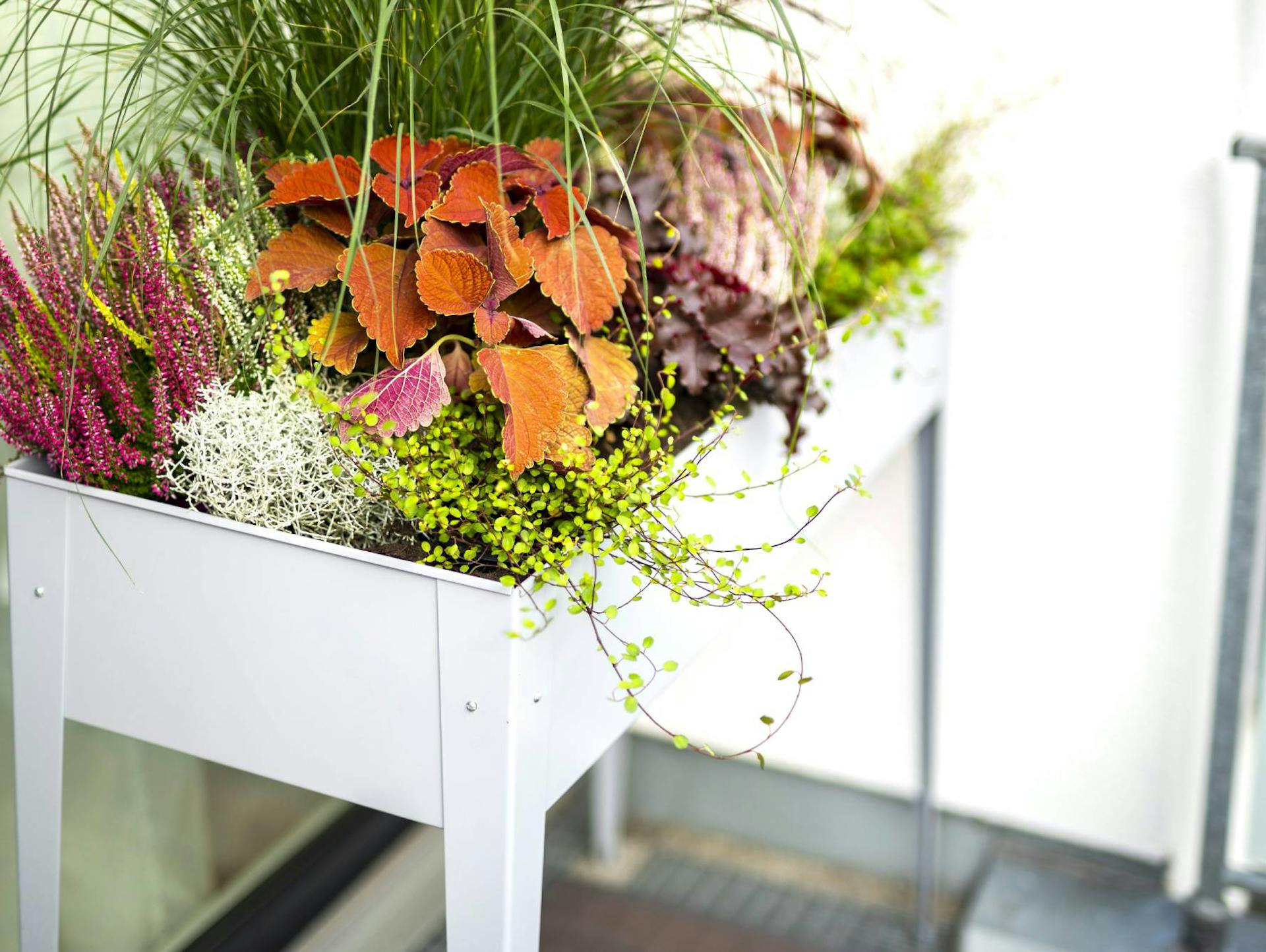 Vyvýšený záhon na balkóne s trvalkami a odolnými rastlinami