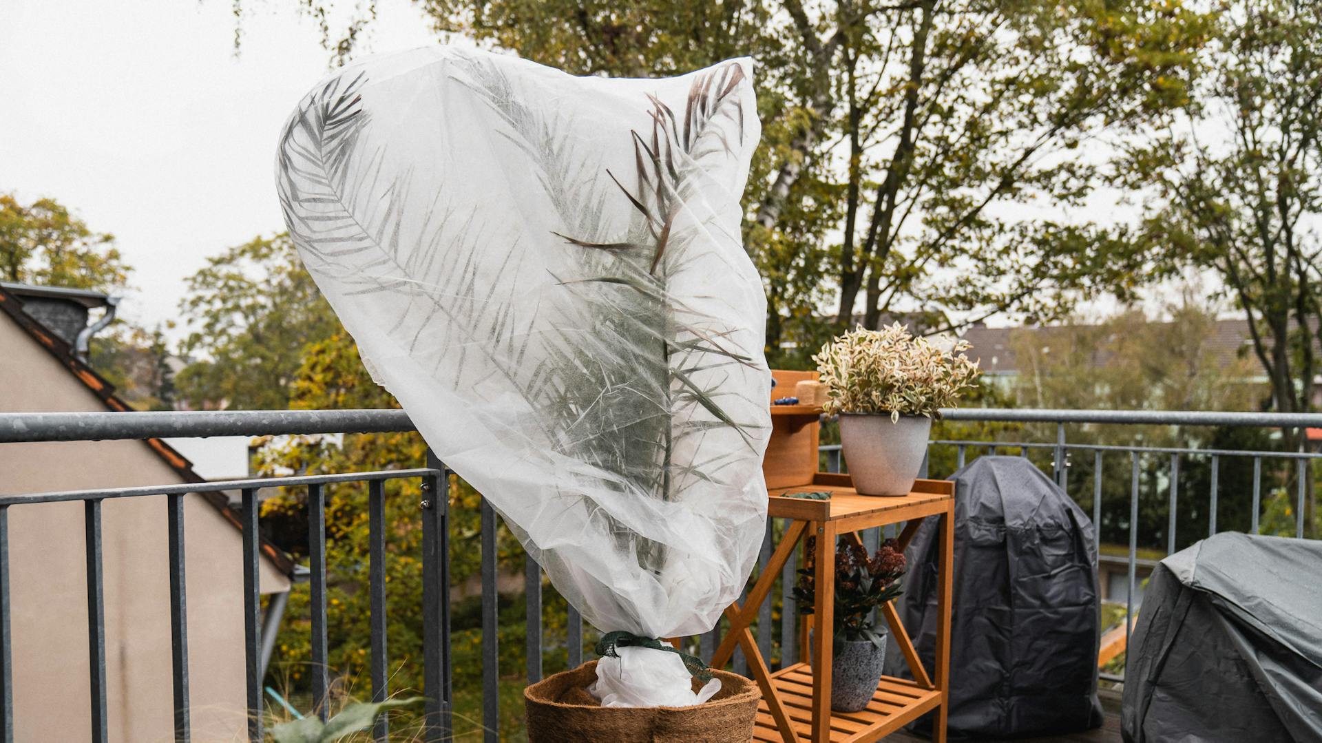 Winterfest gemachte Kübelpflanze auf Balkon eingepackt in Schutzhaube und Kokomatte
