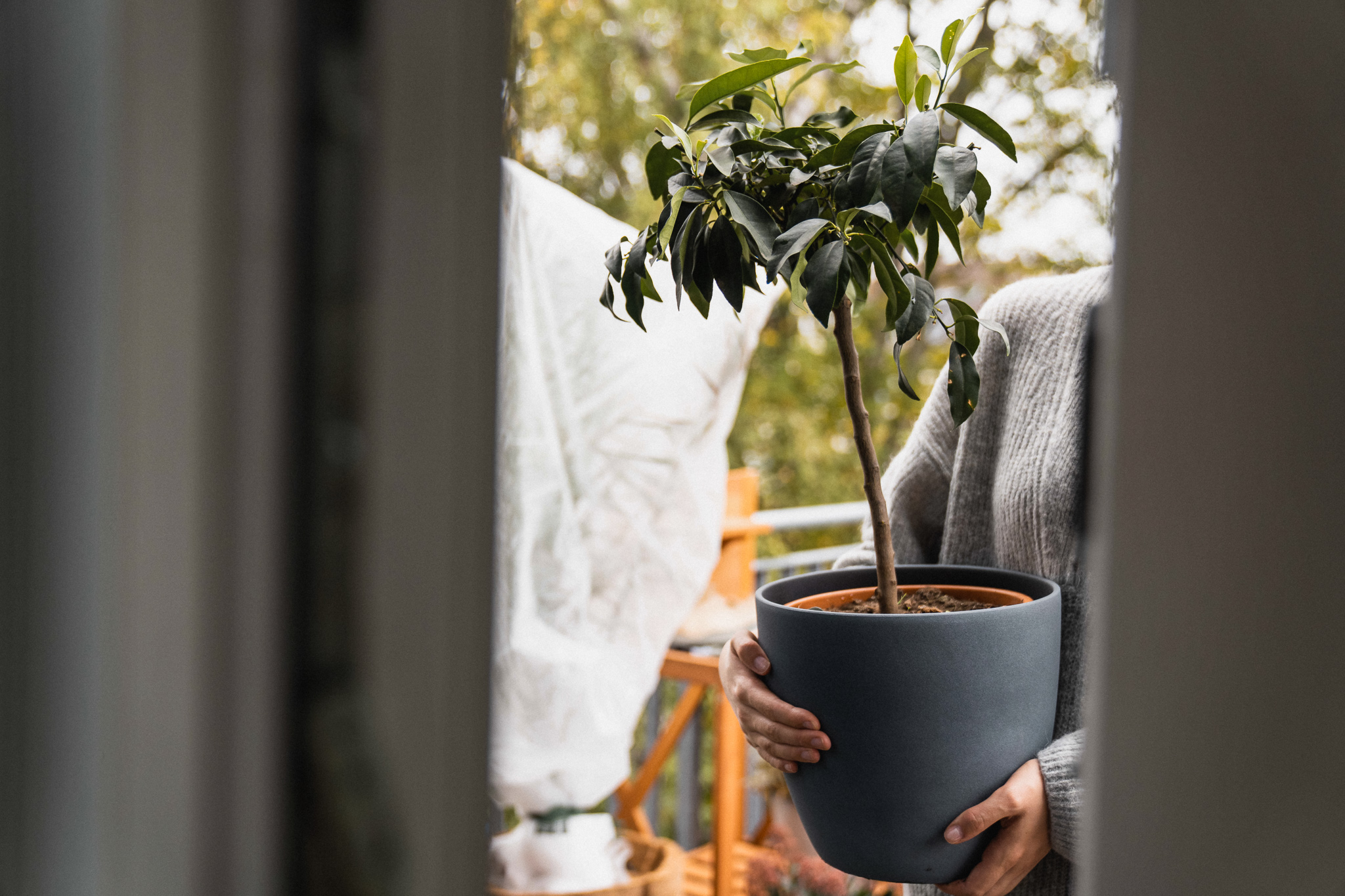 Topfpflanze für den Winter in die Wohnung bringen