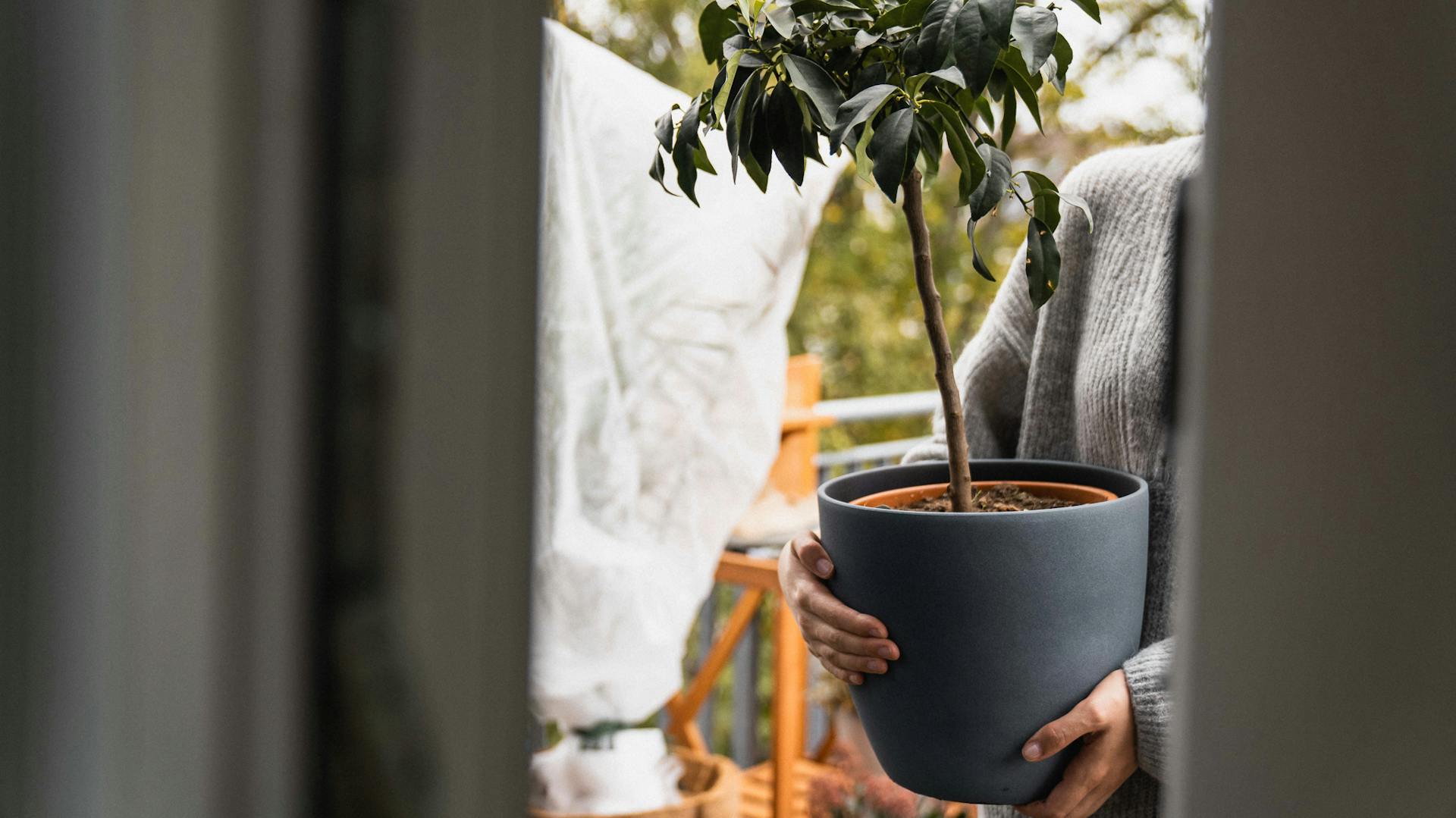 Portare in casa le piante in vaso per l’inverno