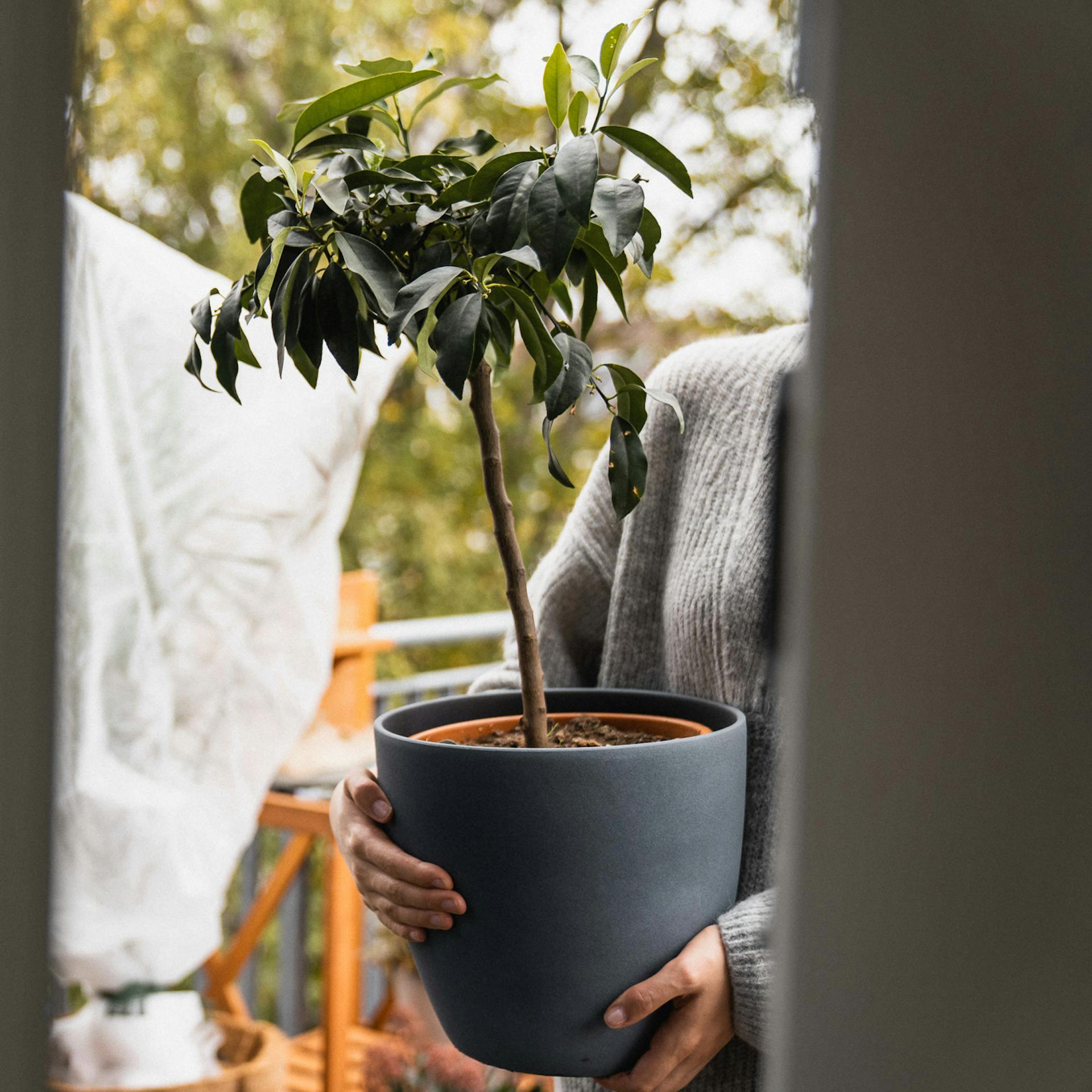 Topfpflanze für den Winter in die Wohnung bringen