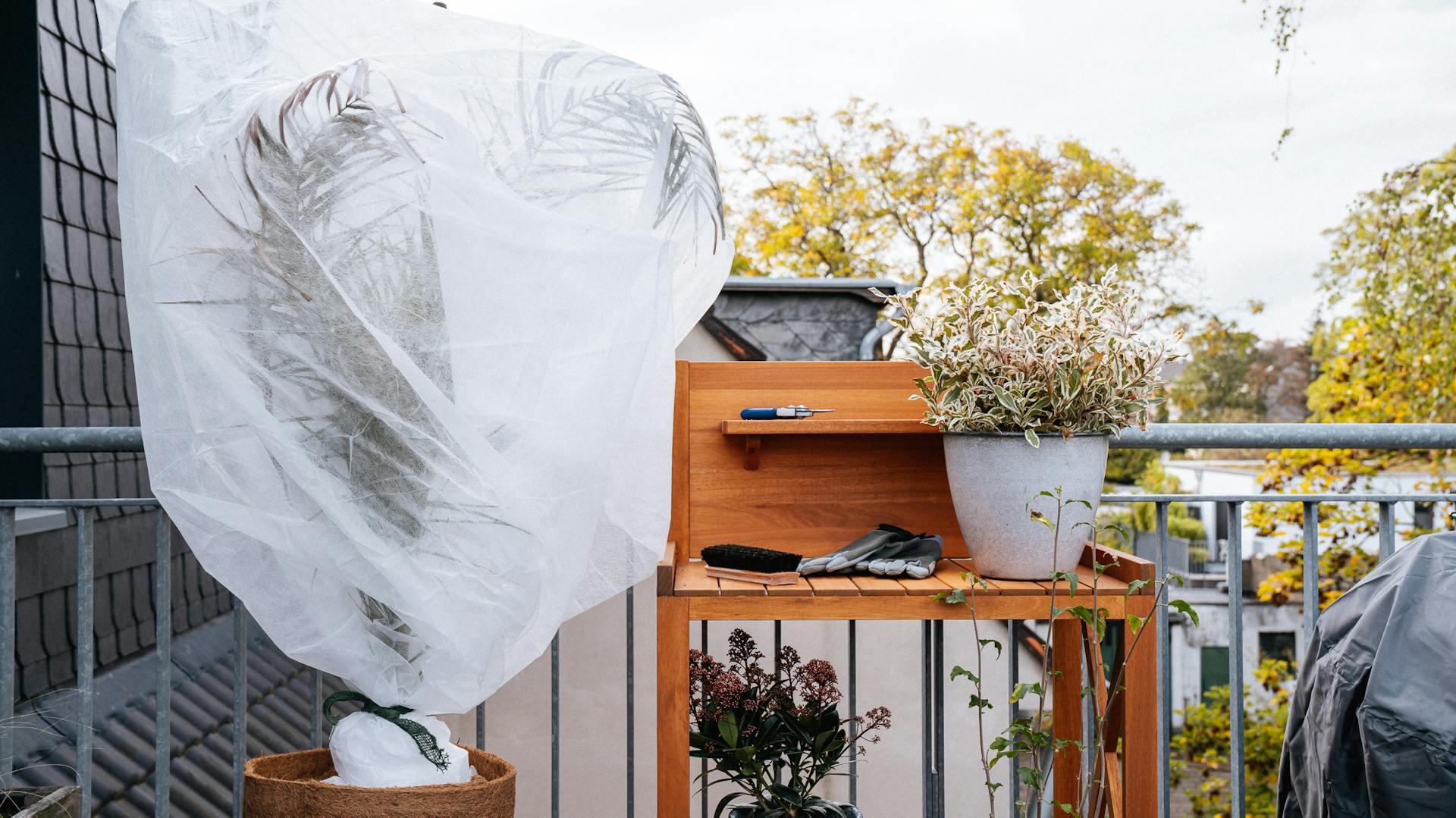 Pianta in vaso su balcone imballata accanto alle piante da vaso resistenti al freddo
