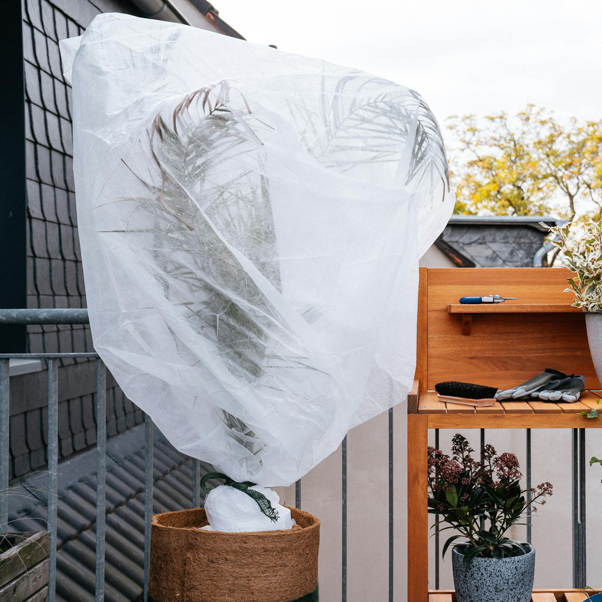 Eingepackte Topfpflanze auf Balkon neben winterharten Kübelpflanzen
