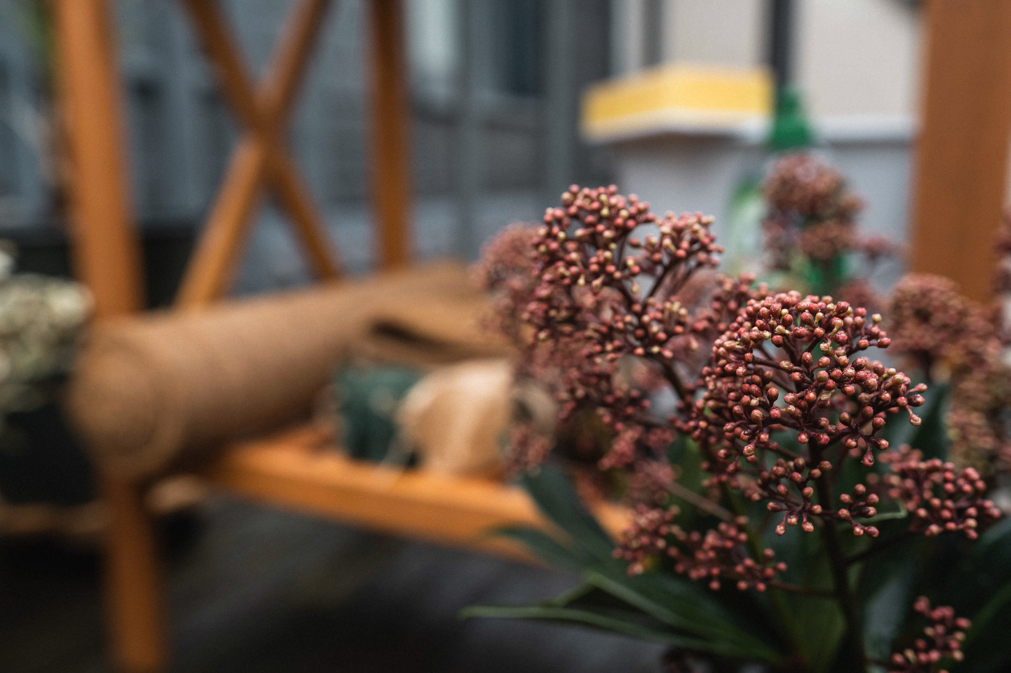 Nahaufnahme von winterharter Balkonpflanze