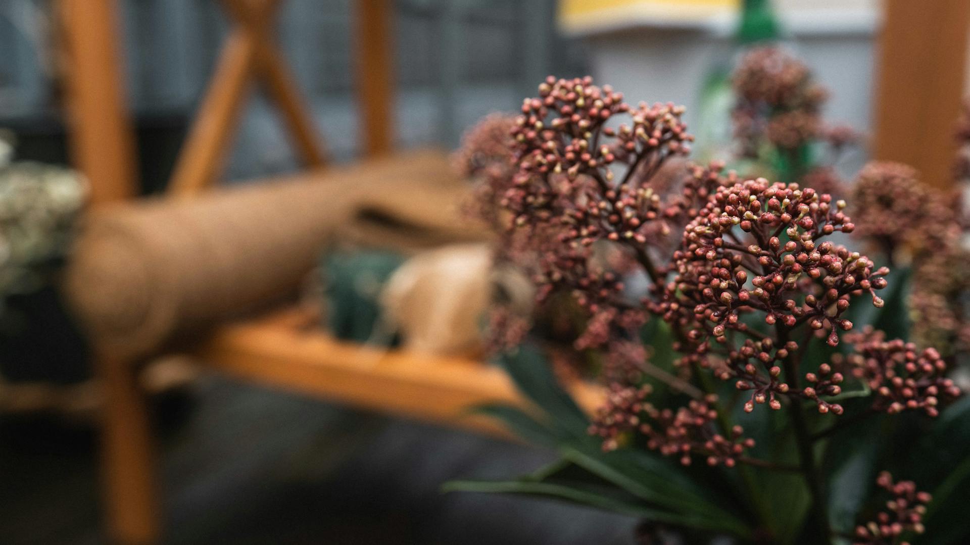 Primo piano della pianta da balcone resistente al freddo