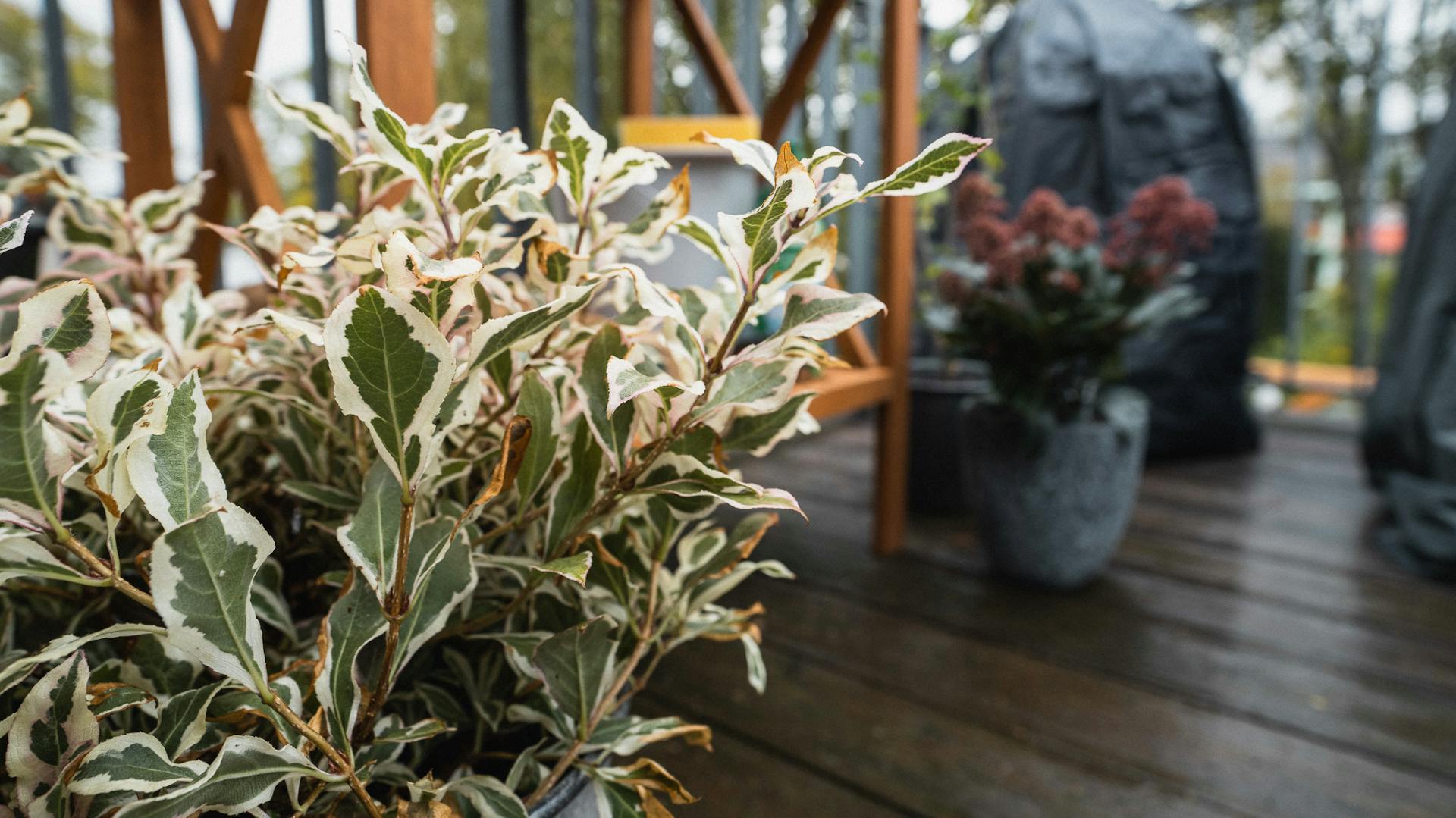 Piante da vaso resistenti al freddo sul balcone