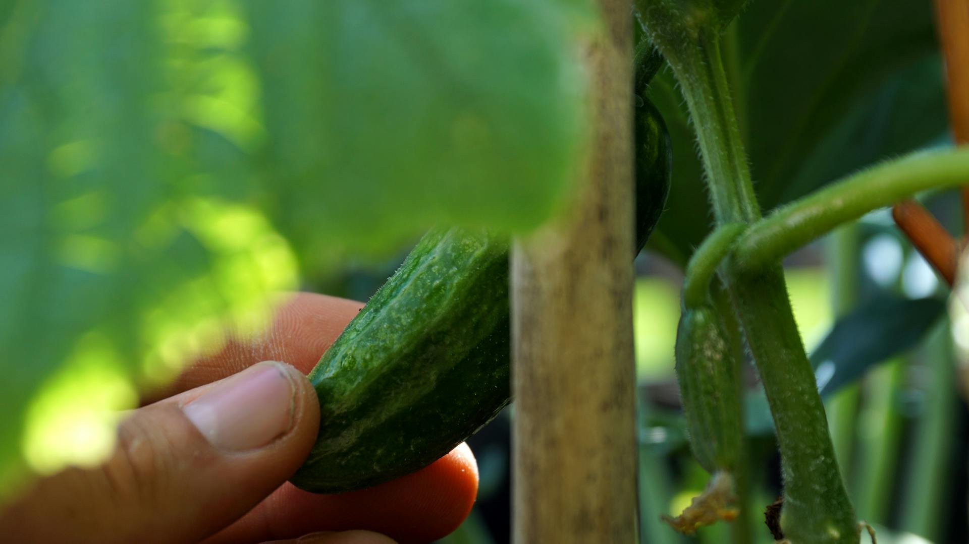 Miniuborkát szüretelő kéz.