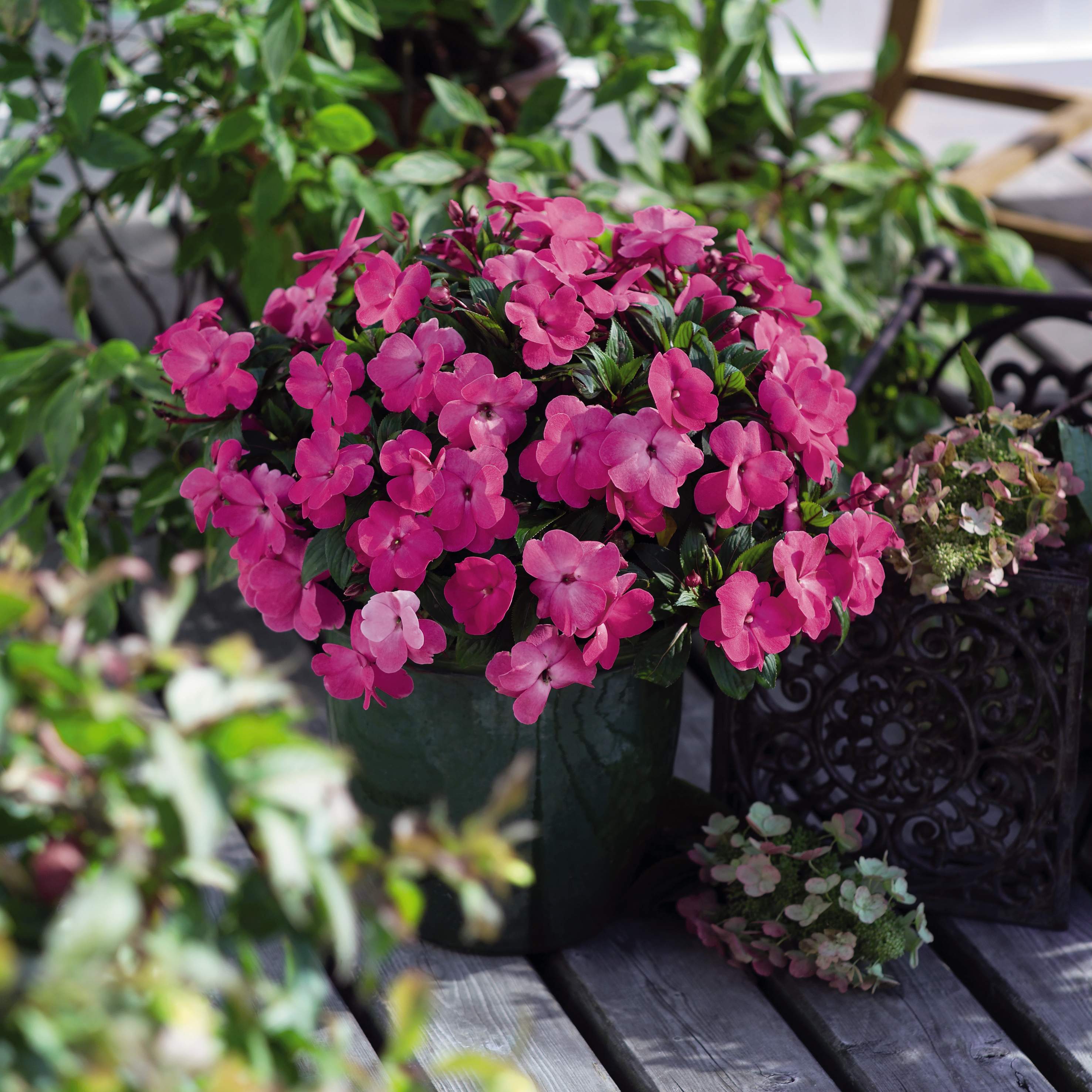 Schattenbalkon gestalten mit Fleißigem Lieschen