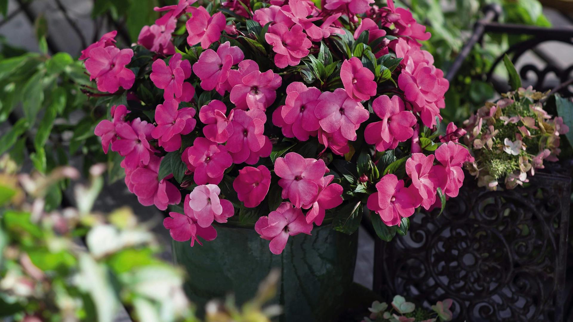 Schattenbalkon gestalten mit Fleißigem Lieschen