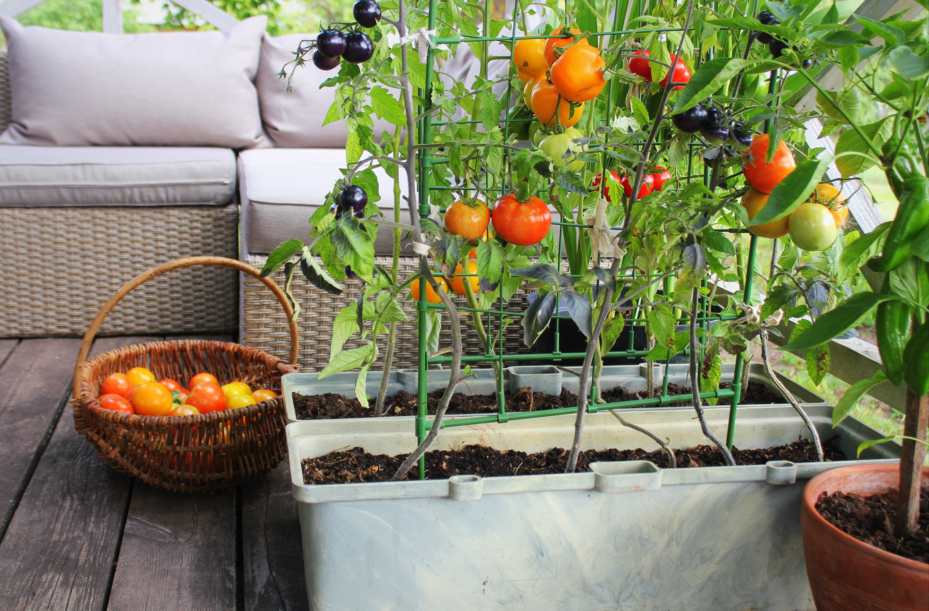 Zwei Sträucher mit Naschtomaten in Blumenkübeln auf dem Balkon. Daneben ein Korb mit geernteten Tomaten.