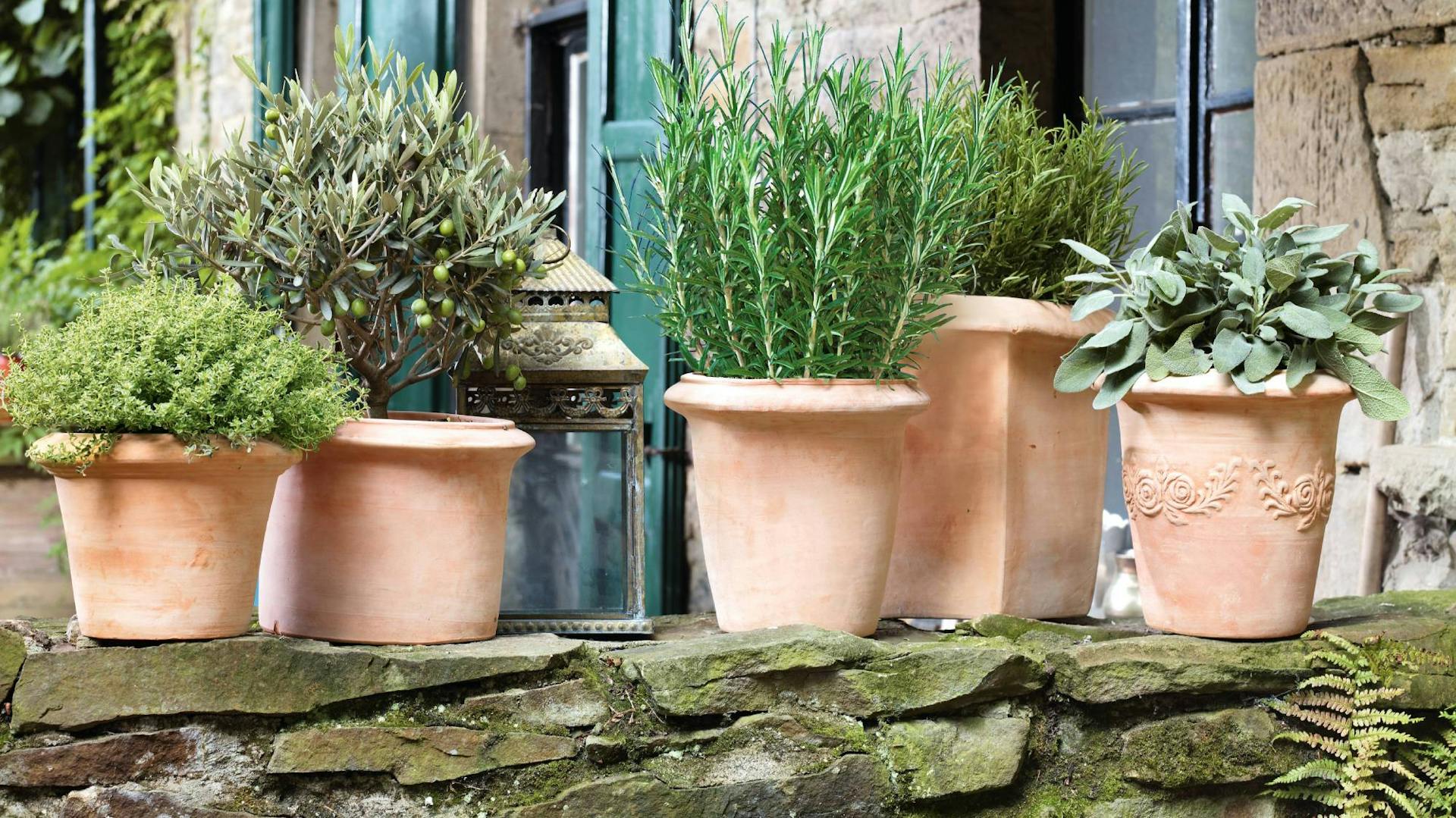 Mediterrane Pflanzen in Tontöpfen auf Mauer
