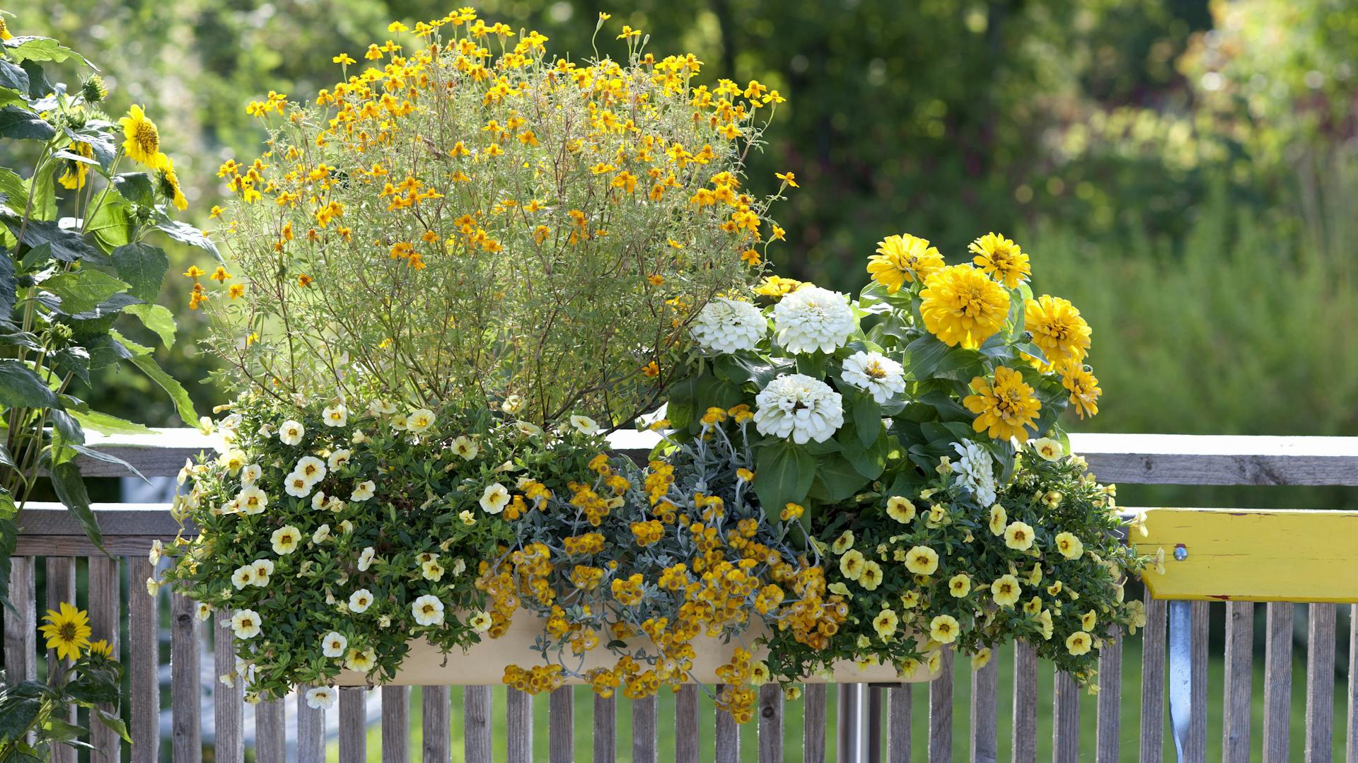 Gelbe Blumen in einem Balkonkasten