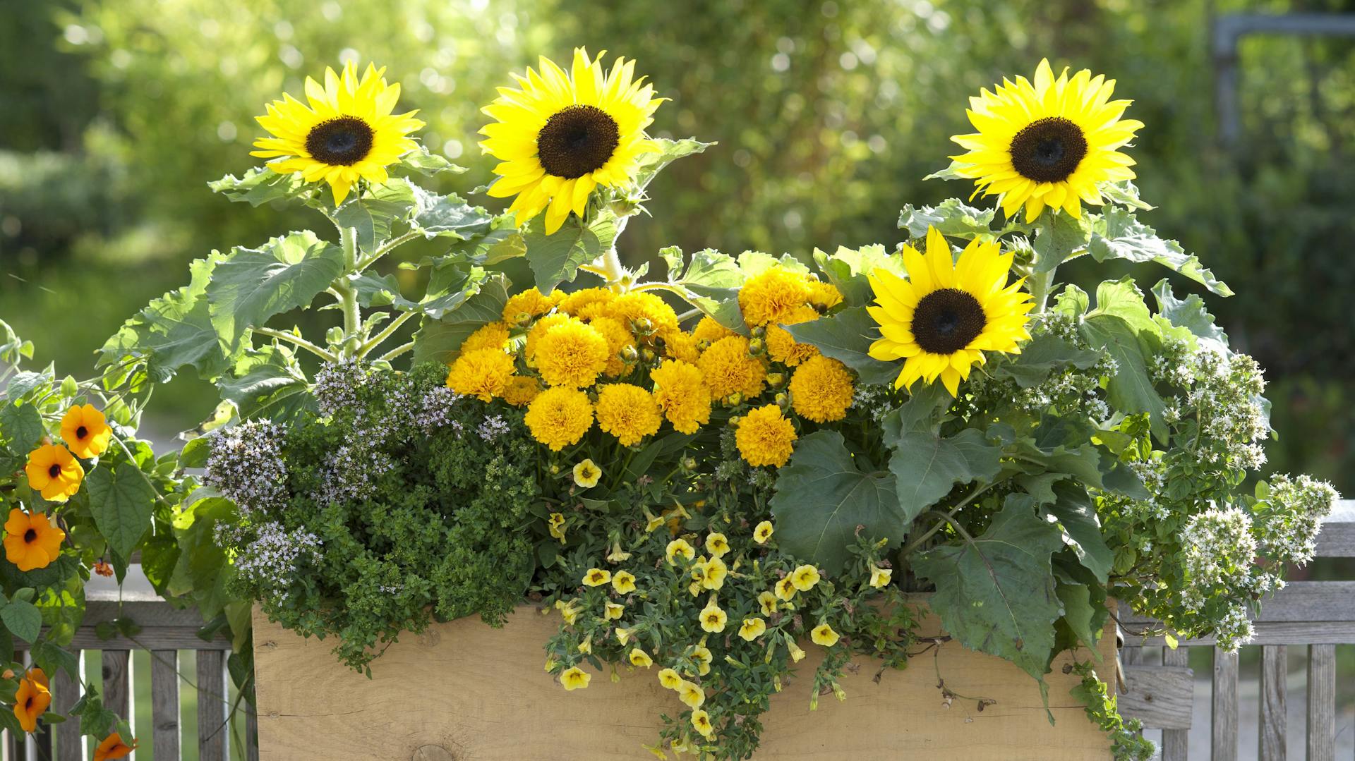 Žluté květy v balkonovém truhlíku