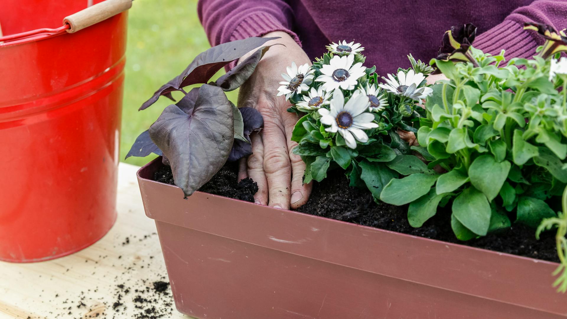 Žena při osazování balkonových truhlíků dodržuje vzdálenost