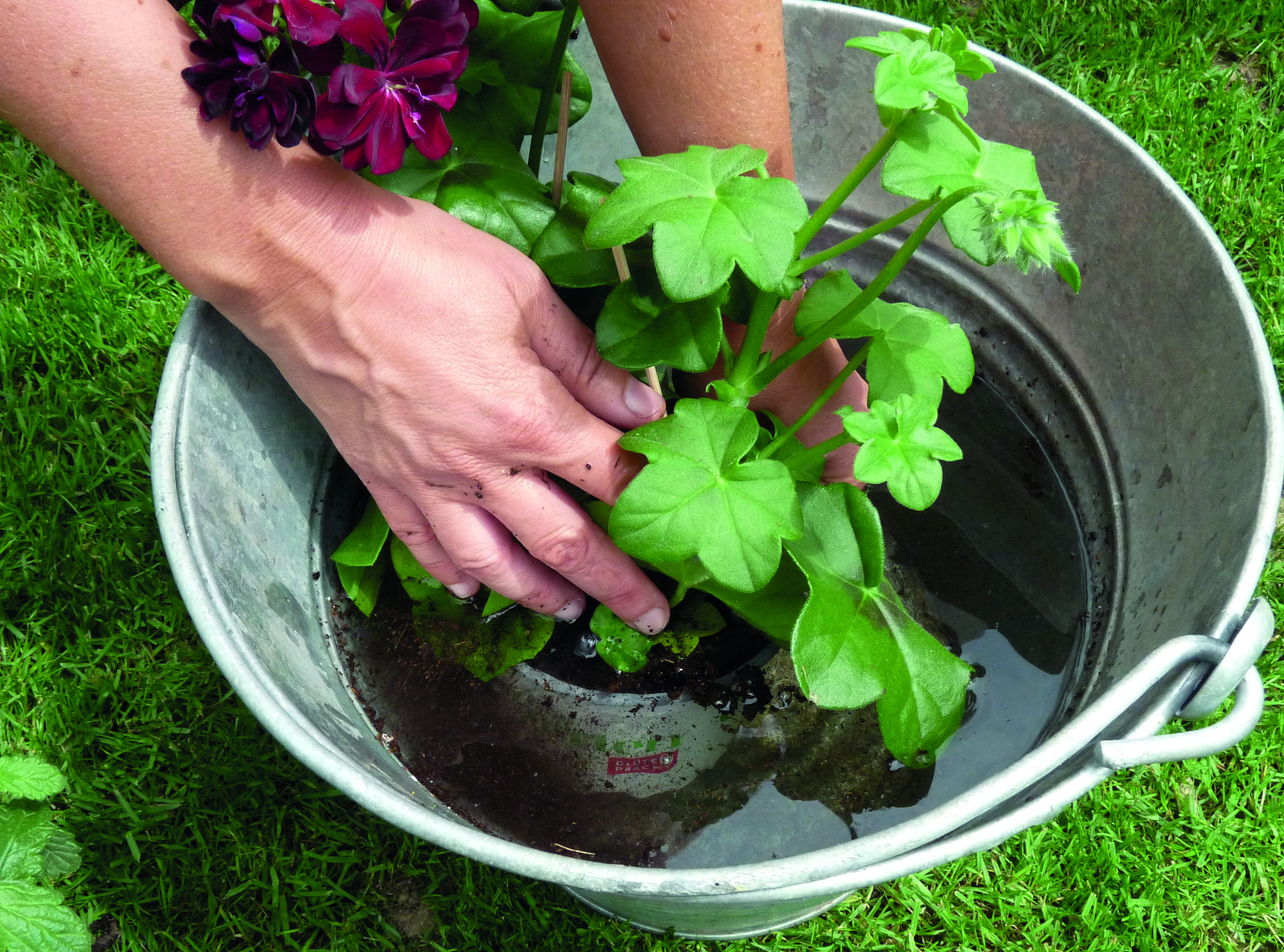 Rostliny se umístí do kbelíku s vodou pro ponornou lázeň.