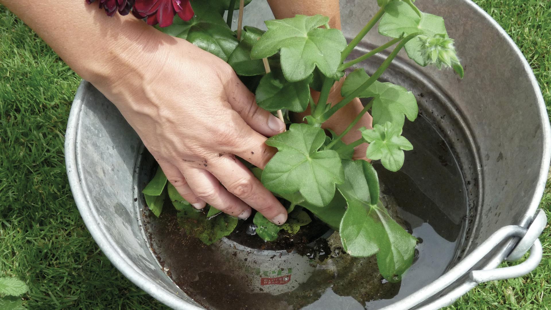 Rostliny se umístí do kbelíku s vodou pro ponornou lázeň.