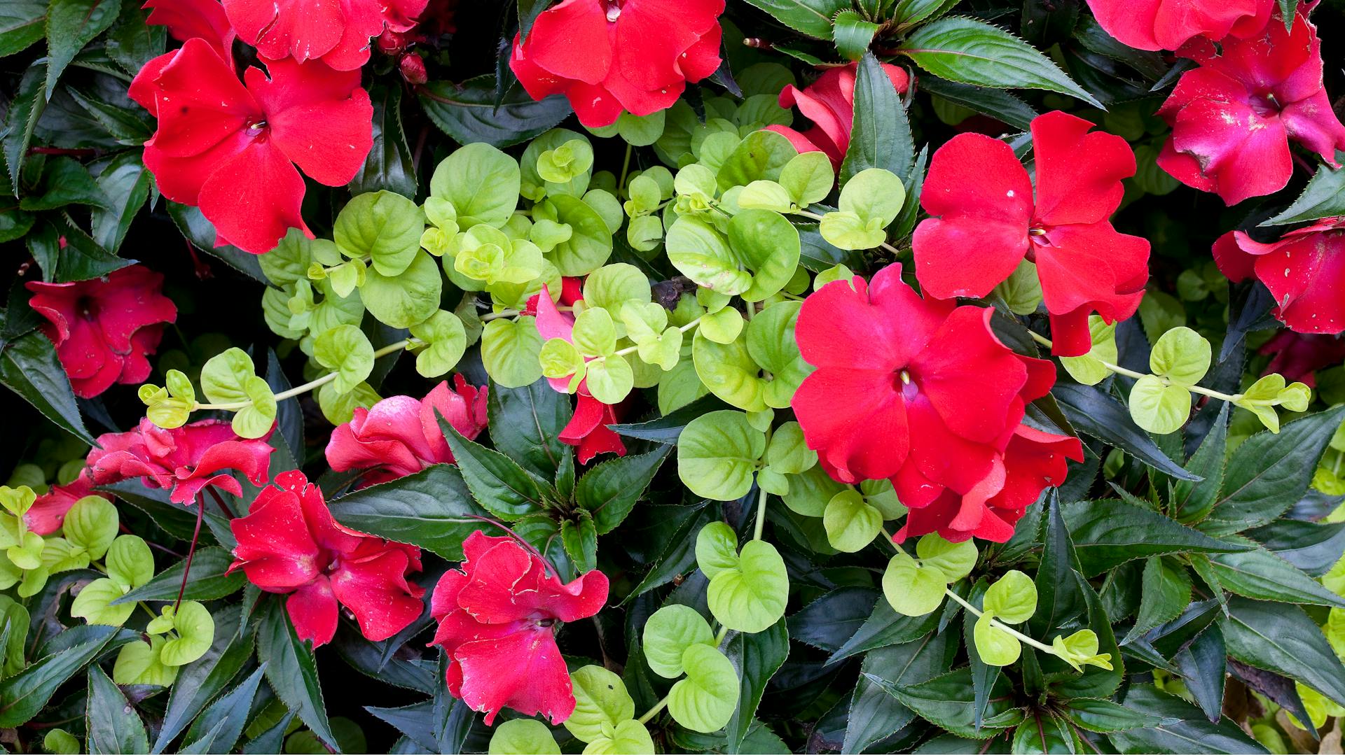 Netýkavka sultánska v tieni