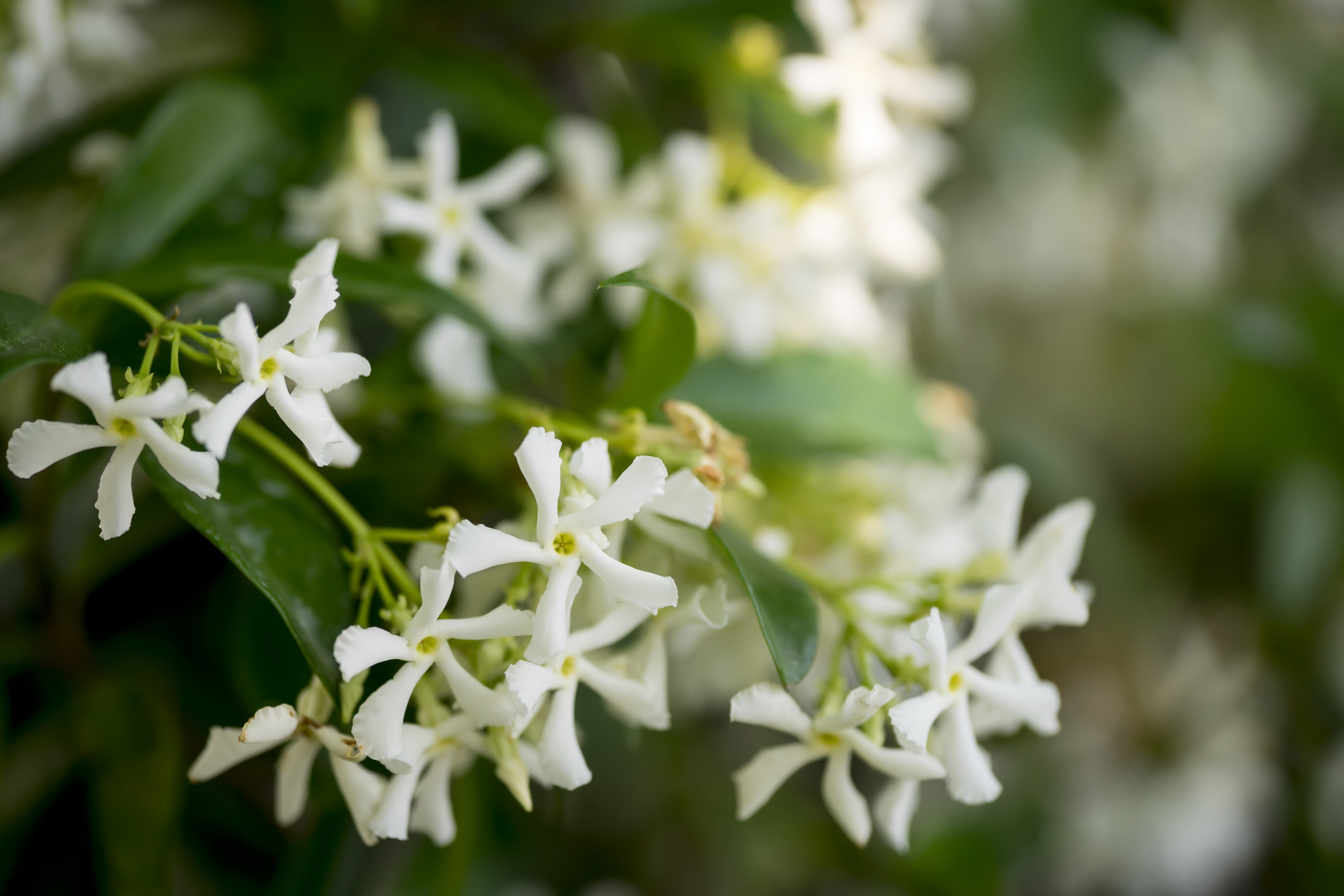 Hviezdicový jazmín v tieni