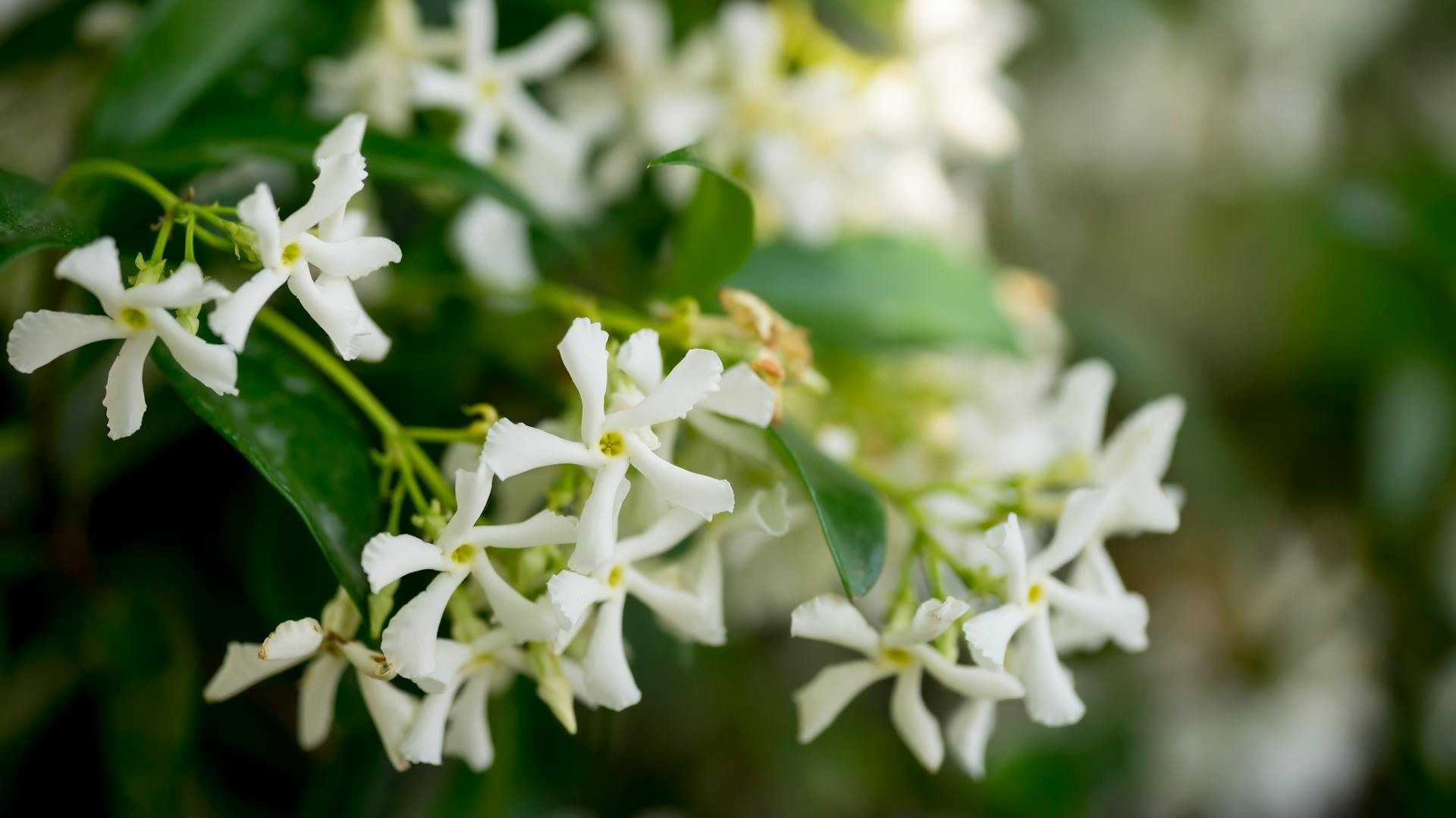 Hviezdicový jazmín v tieni