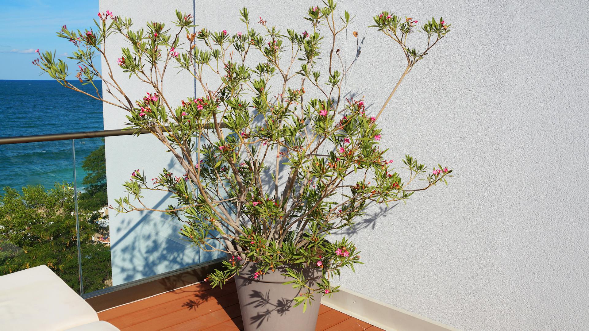 Oleandro in fioriera su un balcone